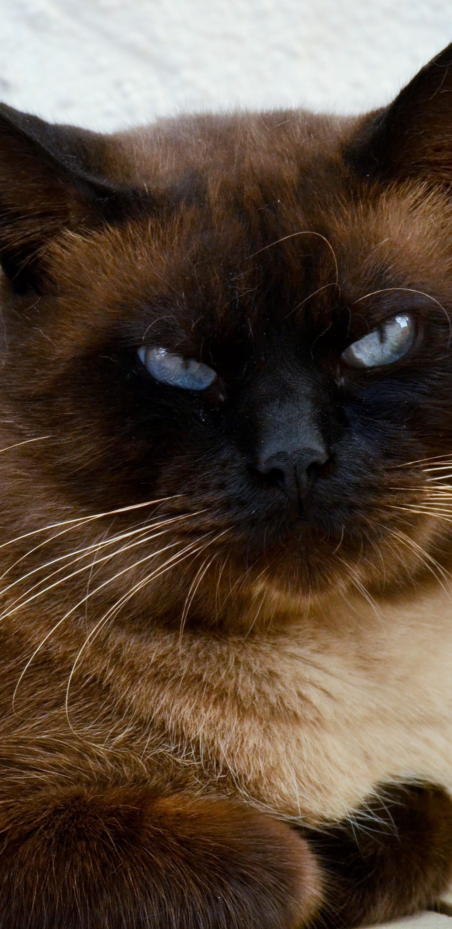 Cute Cat Face Wallpaper - Siamese Cat Iphone , HD Wallpaper & Backgrounds