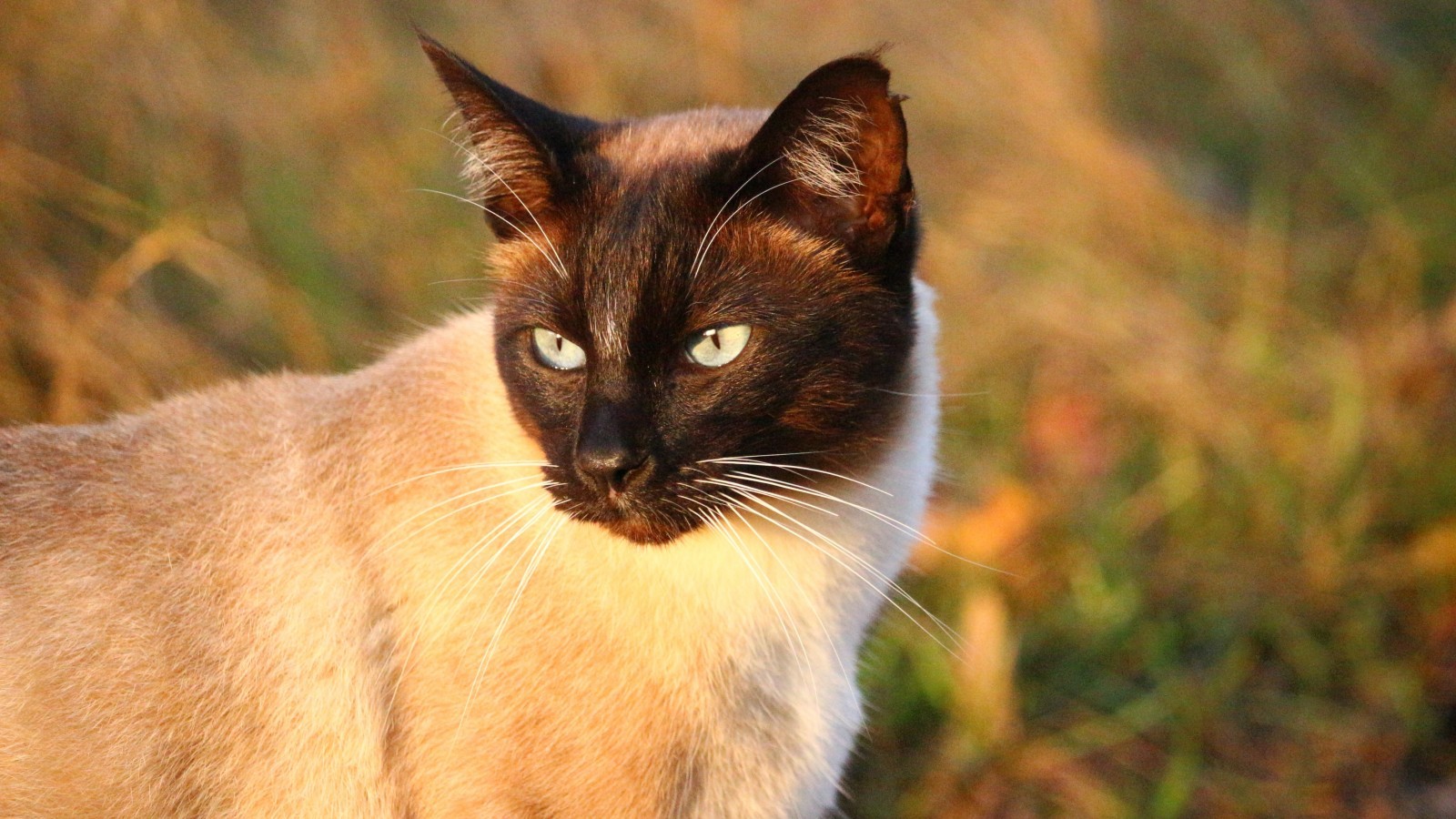 Siamese Cat, Looking Away, Muzzle, Cats - Chat Sauvage Siamois , HD Wallpaper & Backgrounds