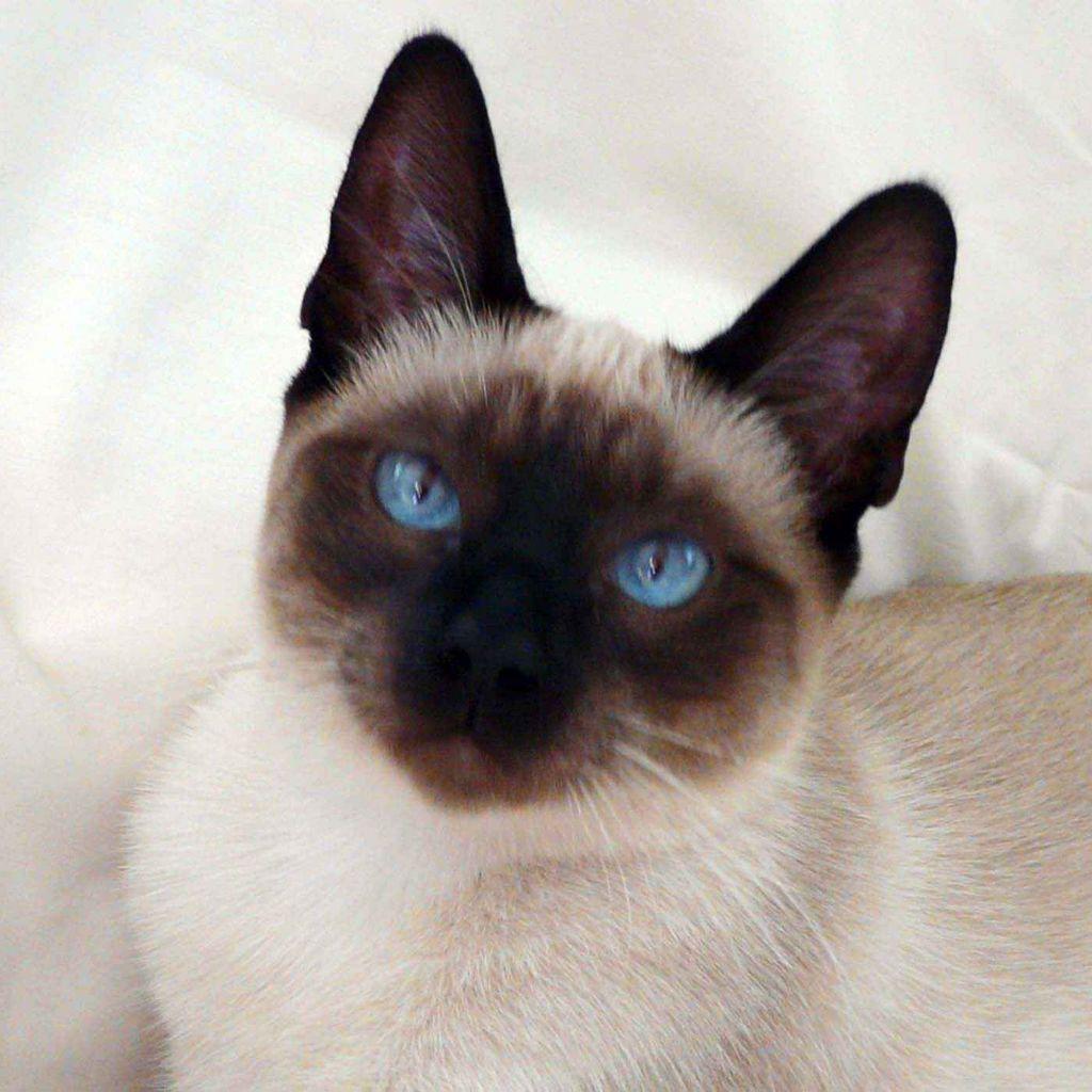Traditional Siamese Cats Wallpaper Siamese Cat Breeders - Siamese Cat Applehead Bluepoint , HD Wallpaper & Backgrounds