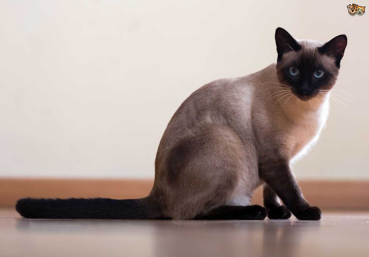 Siamese Cat Wallpaper - Siamese Cat , HD Wallpaper & Backgrounds