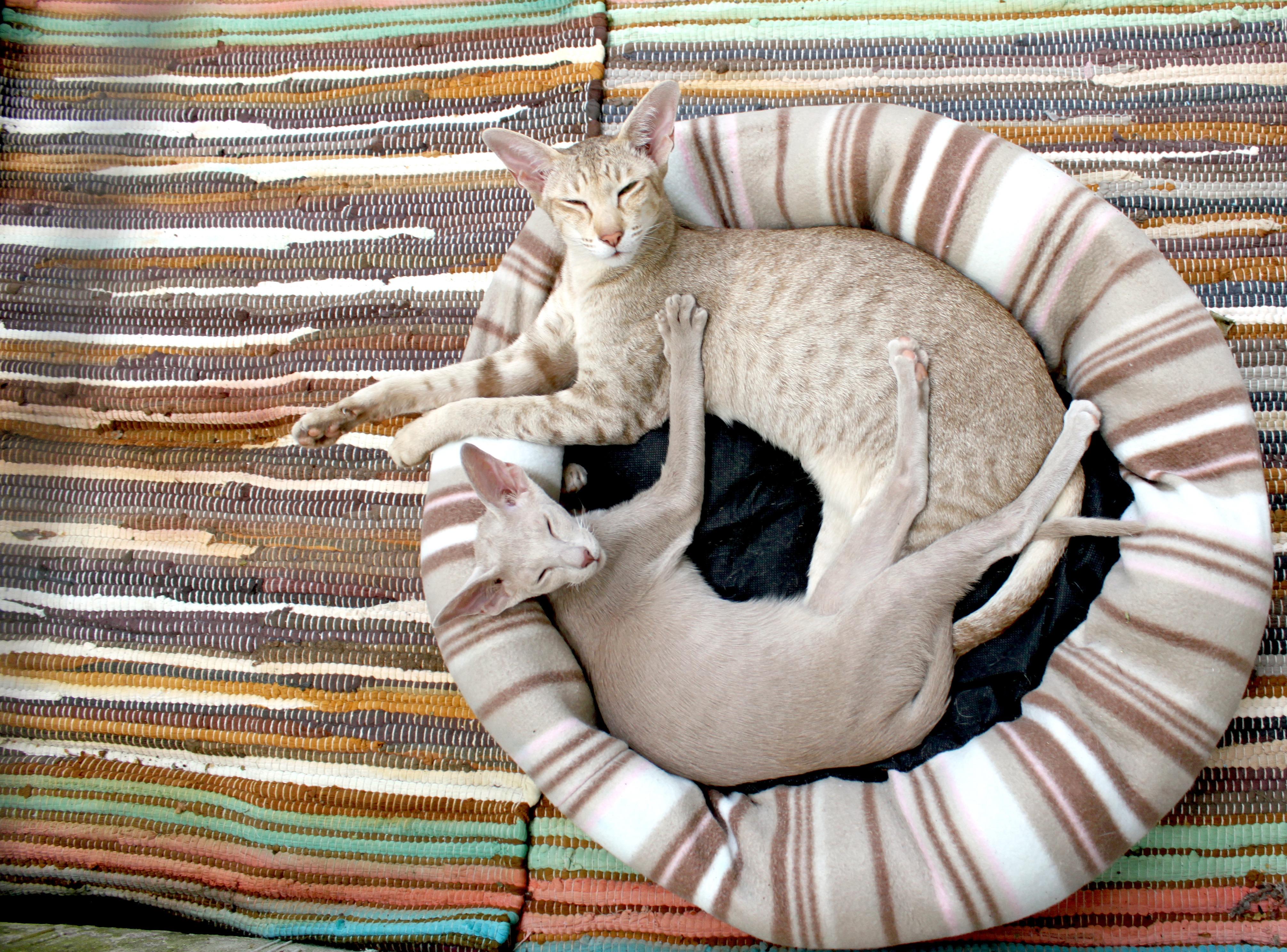 Siamese Cat, Couple, Lie - Diy Cat's Bed , HD Wallpaper & Backgrounds