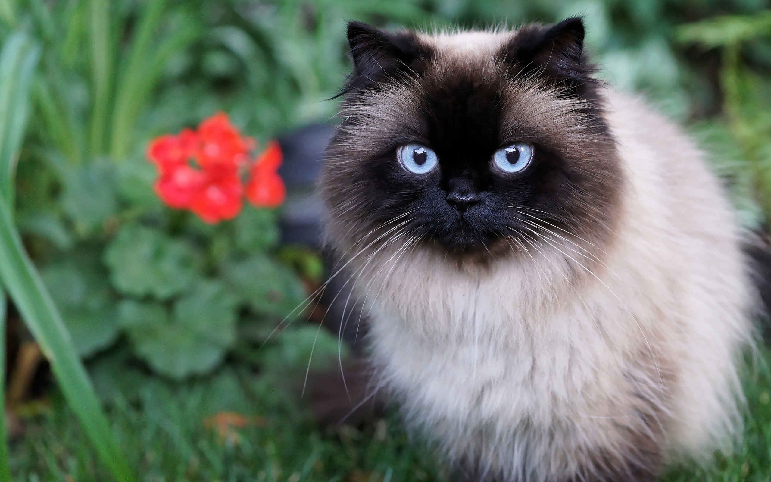 Siamese Cat, Pets, Cat With Blue Eyes, Cats, Fluffy - Fluffy Siamese Blue Eyes , HD Wallpaper & Backgrounds