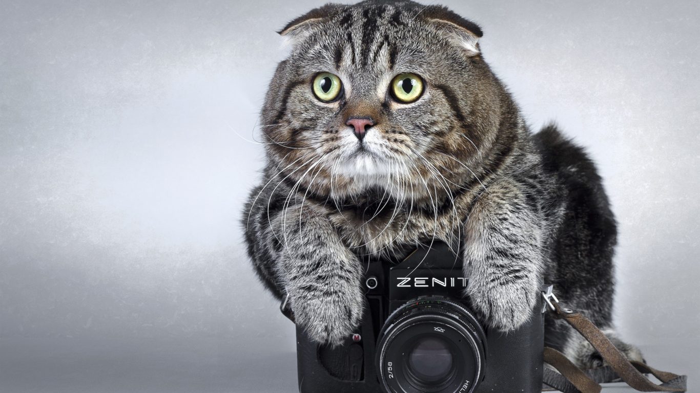 Cats Animal Animals Cat Pictures On Canvas - Вітання З Днем Фотографа , HD Wallpaper & Backgrounds