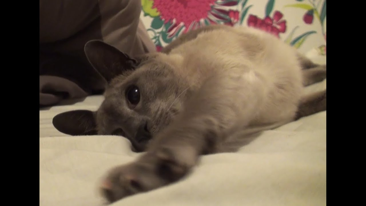 Ideas Cuddling With A Blue Point Siamese Cat Youtube - Tonkinese , HD Wallpaper & Backgrounds