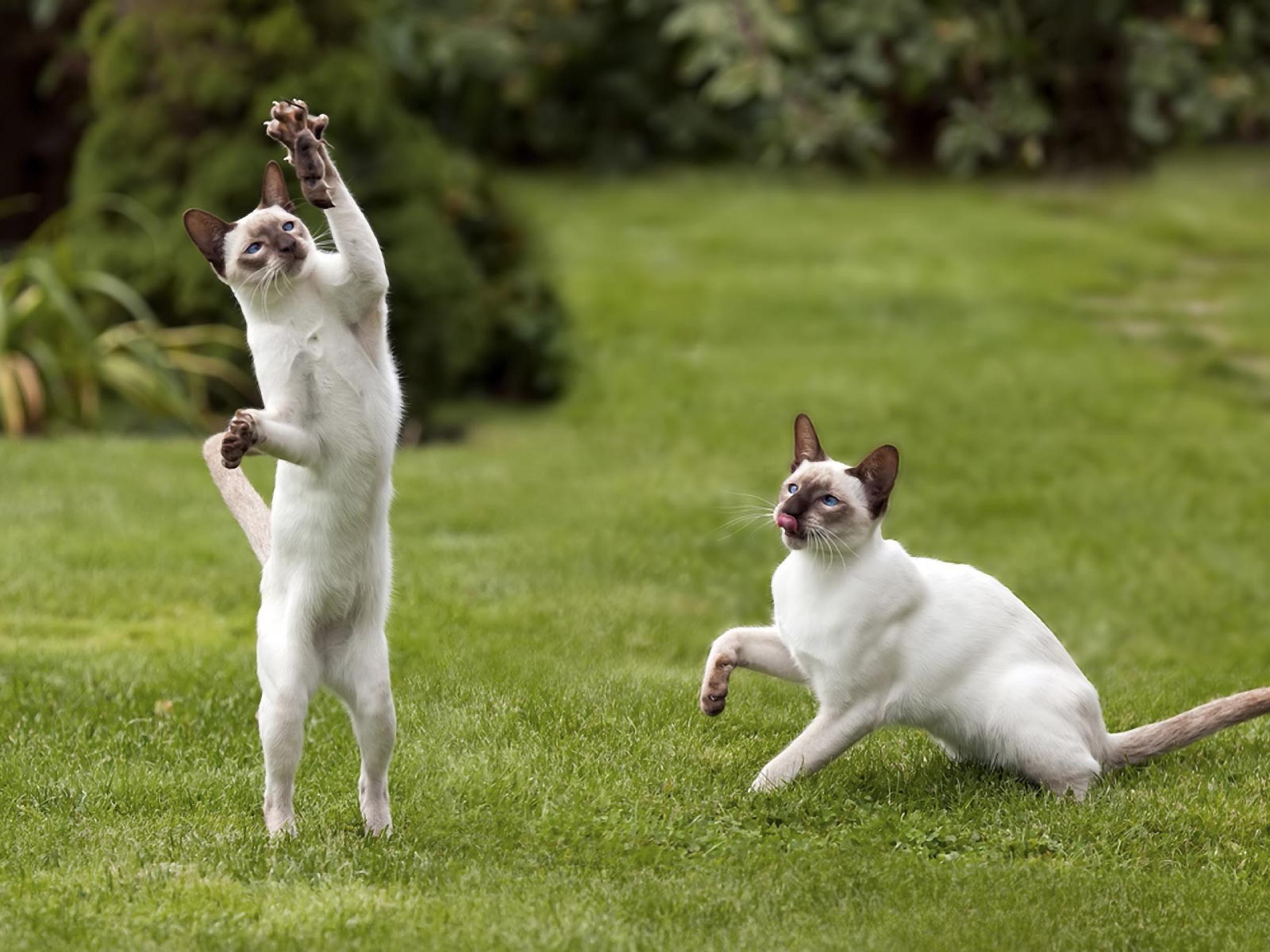 Two Siamese Cat Caught The Mouse Wallpapers And Images - Cats Playing , HD Wallpaper & Backgrounds