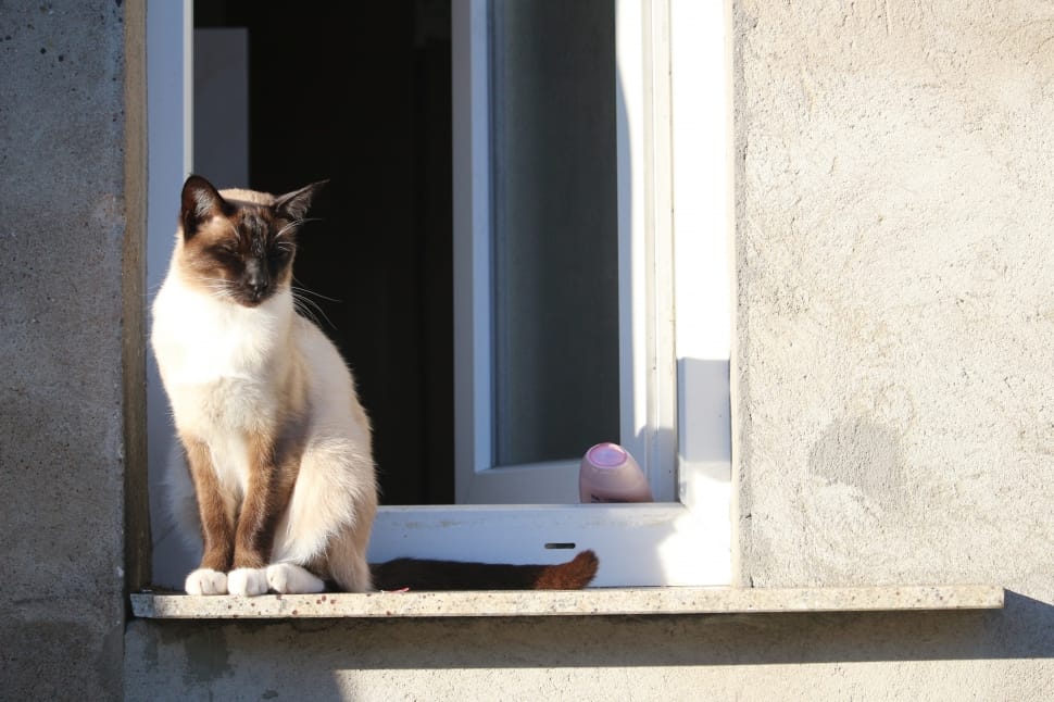 Mieze, Breed Cat, Siamese Cat, Cat, Pets, One Animal - Siamese Cat In Window , HD Wallpaper & Backgrounds