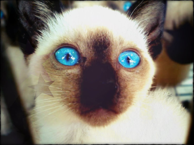 Siamese ☆ - Cat , HD Wallpaper & Backgrounds