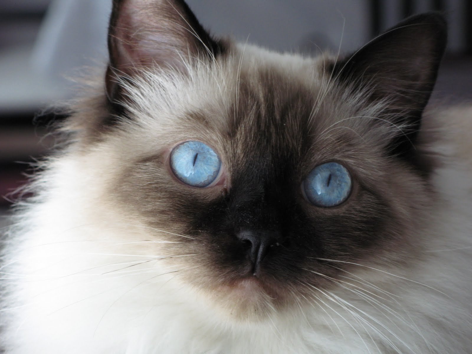 Young Fluffy Siamese Cat Wallpapers And Images - Fluffy Cat Blue Eyes , HD Wallpaper & Backgrounds