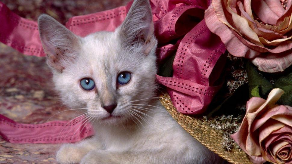 Siamese Kitten Hiding Wallpaper - Cute Cats And Kittens , HD Wallpaper & Backgrounds
