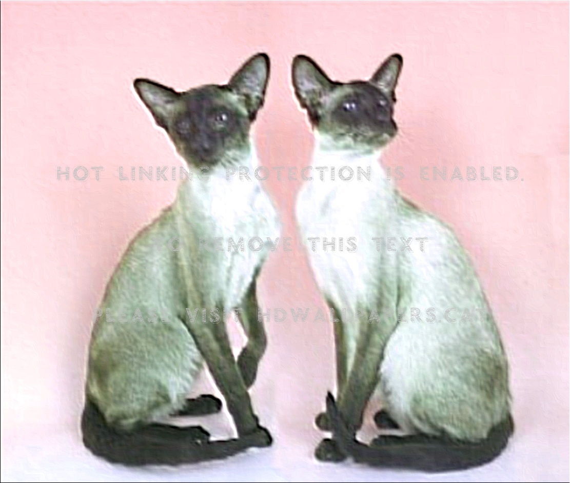 Siamese Vs Oriental Cat , HD Wallpaper & Backgrounds