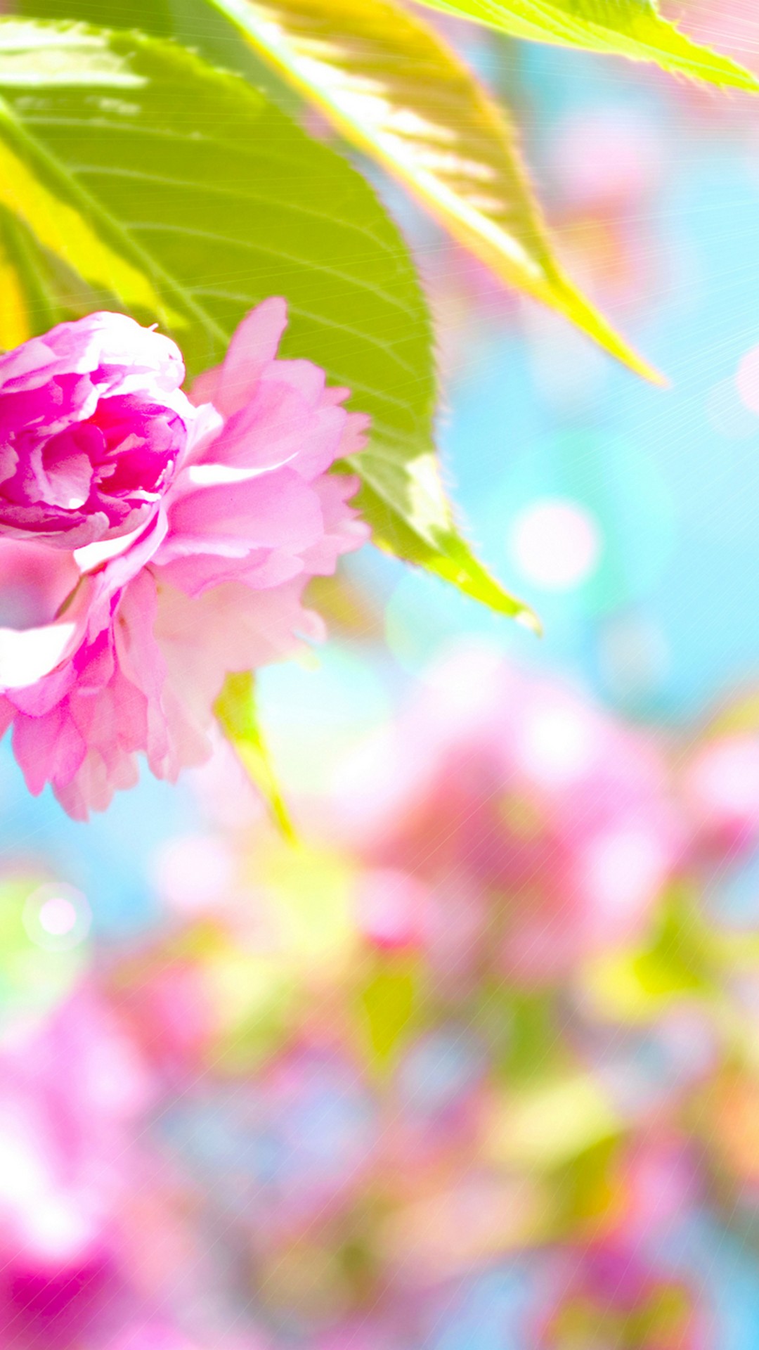 Cute Spring Wallpaper Iphone Resolution - Cute Spring Wallpaper Iphone , HD Wallpaper & Backgrounds