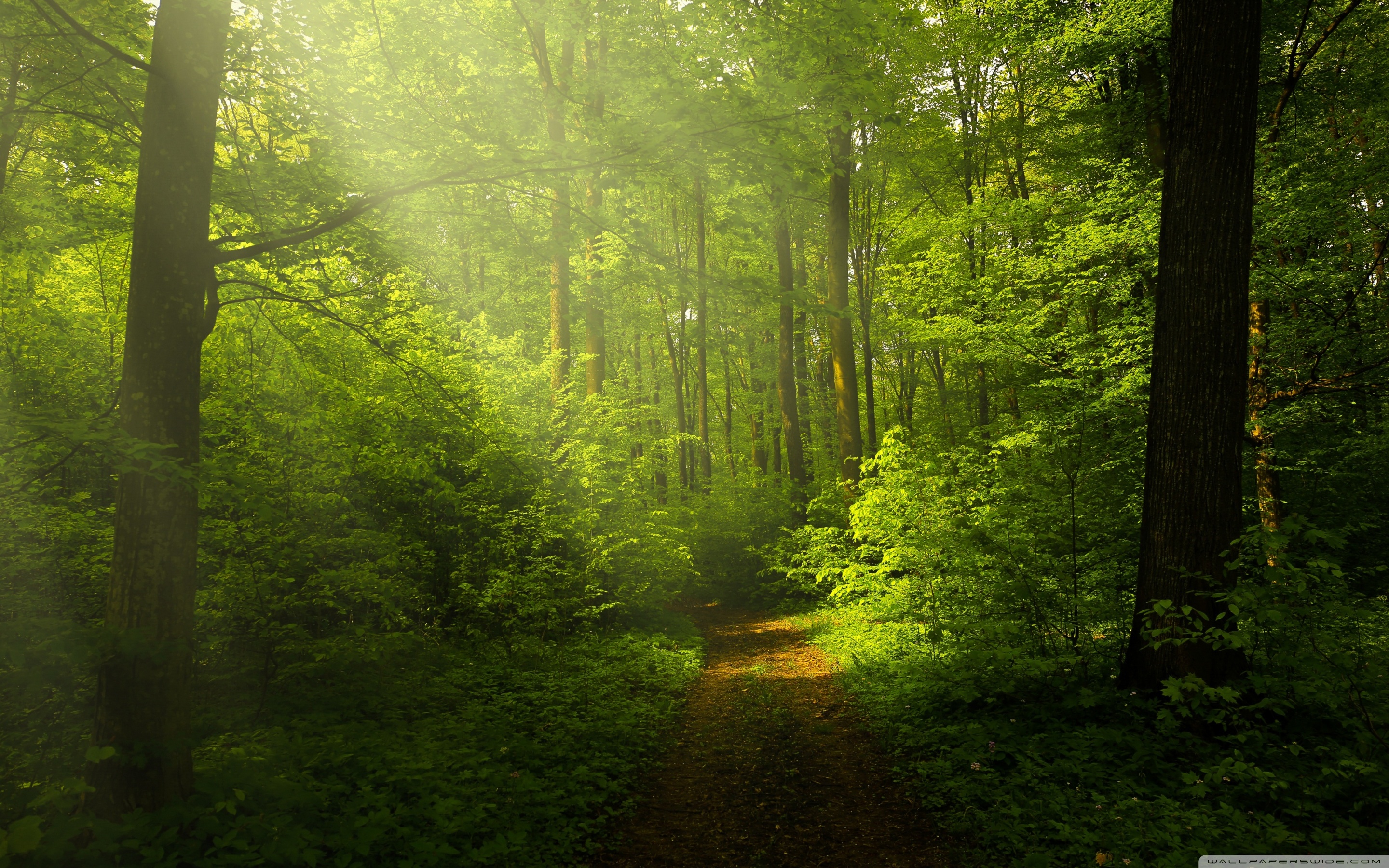 Wide - Forest Hd , HD Wallpaper & Backgrounds