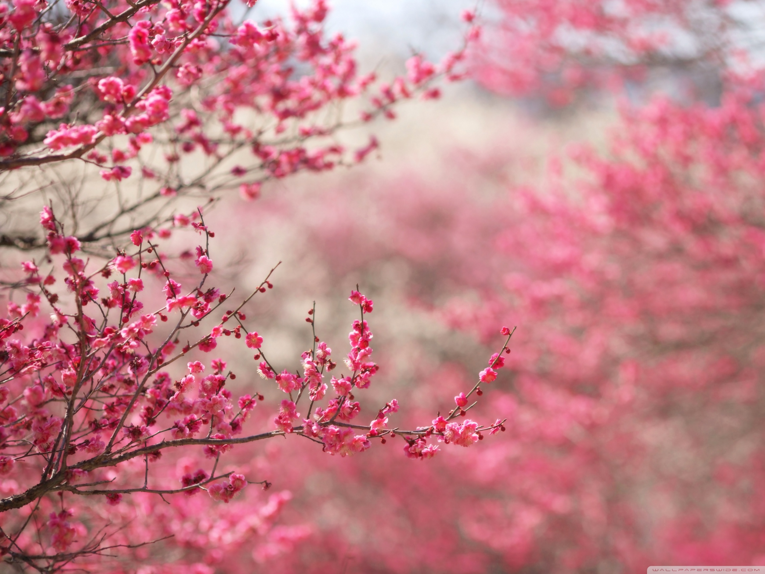 Spring Wallpaper Widescreen - Cherry Blossom High Resolution Background , HD Wallpaper & Backgrounds