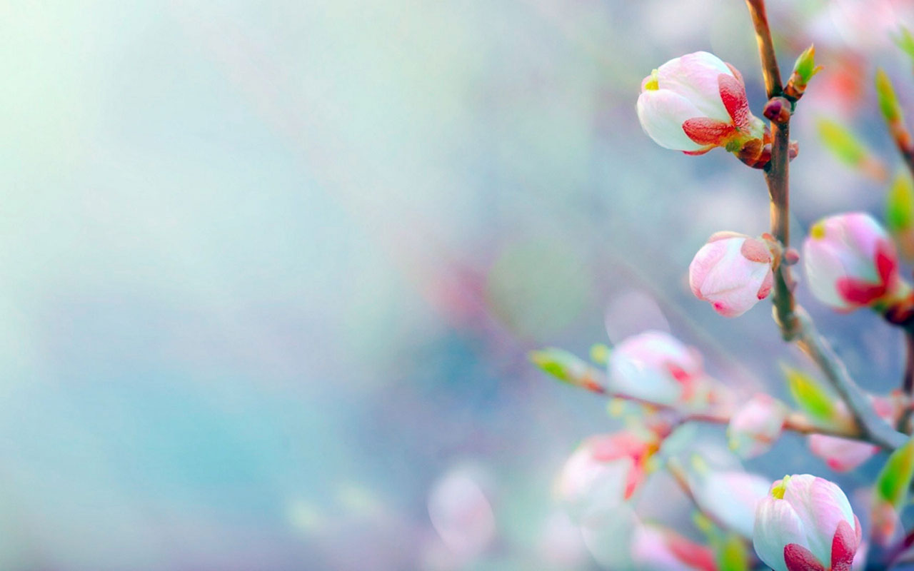Windows 10 Spring Wallpaper - Never Doubt That A Small Group Of Thoughtful Committed , HD Wallpaper & Backgrounds