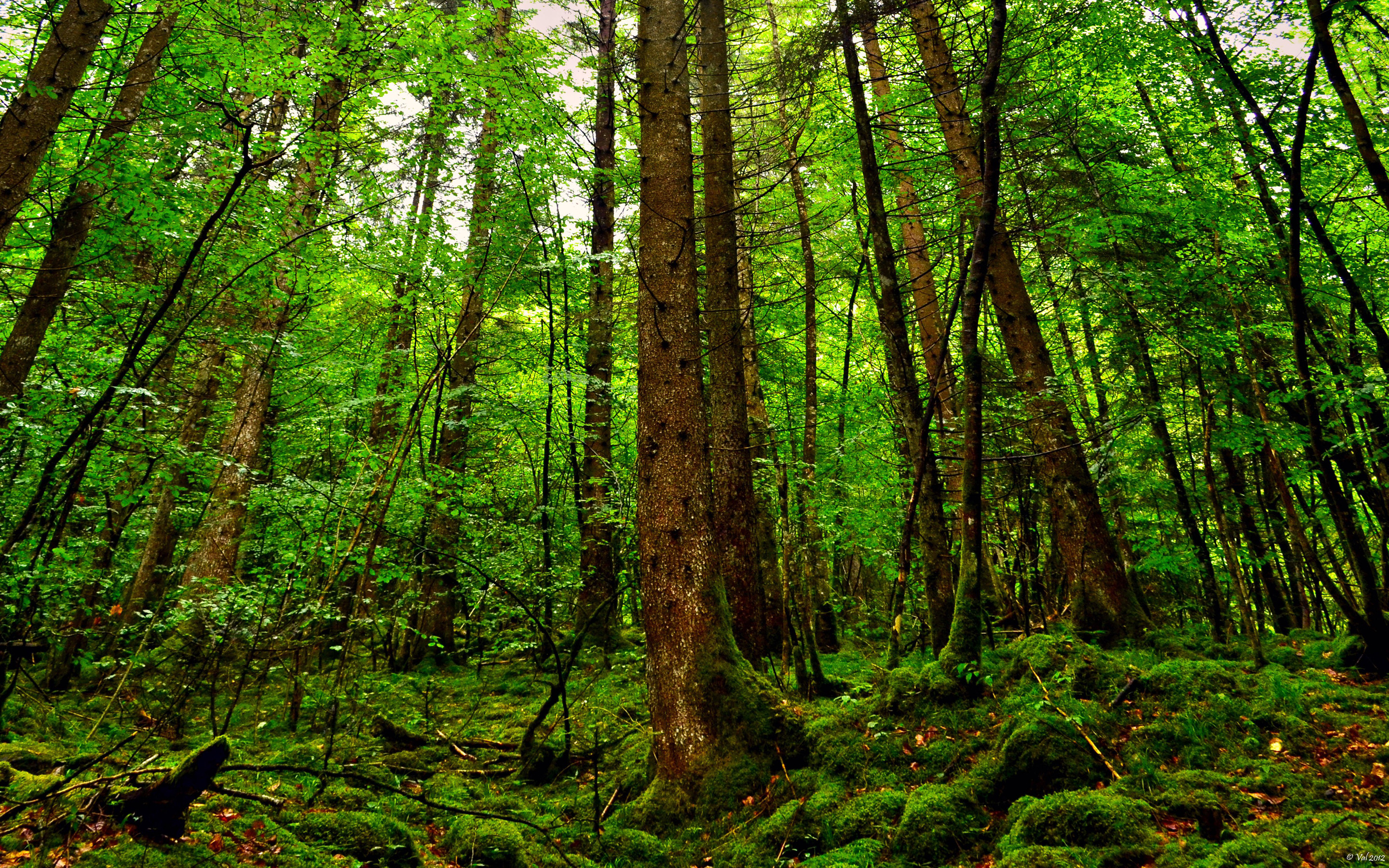 Forest Wallpaper - Rainforest Trees , HD Wallpaper & Backgrounds