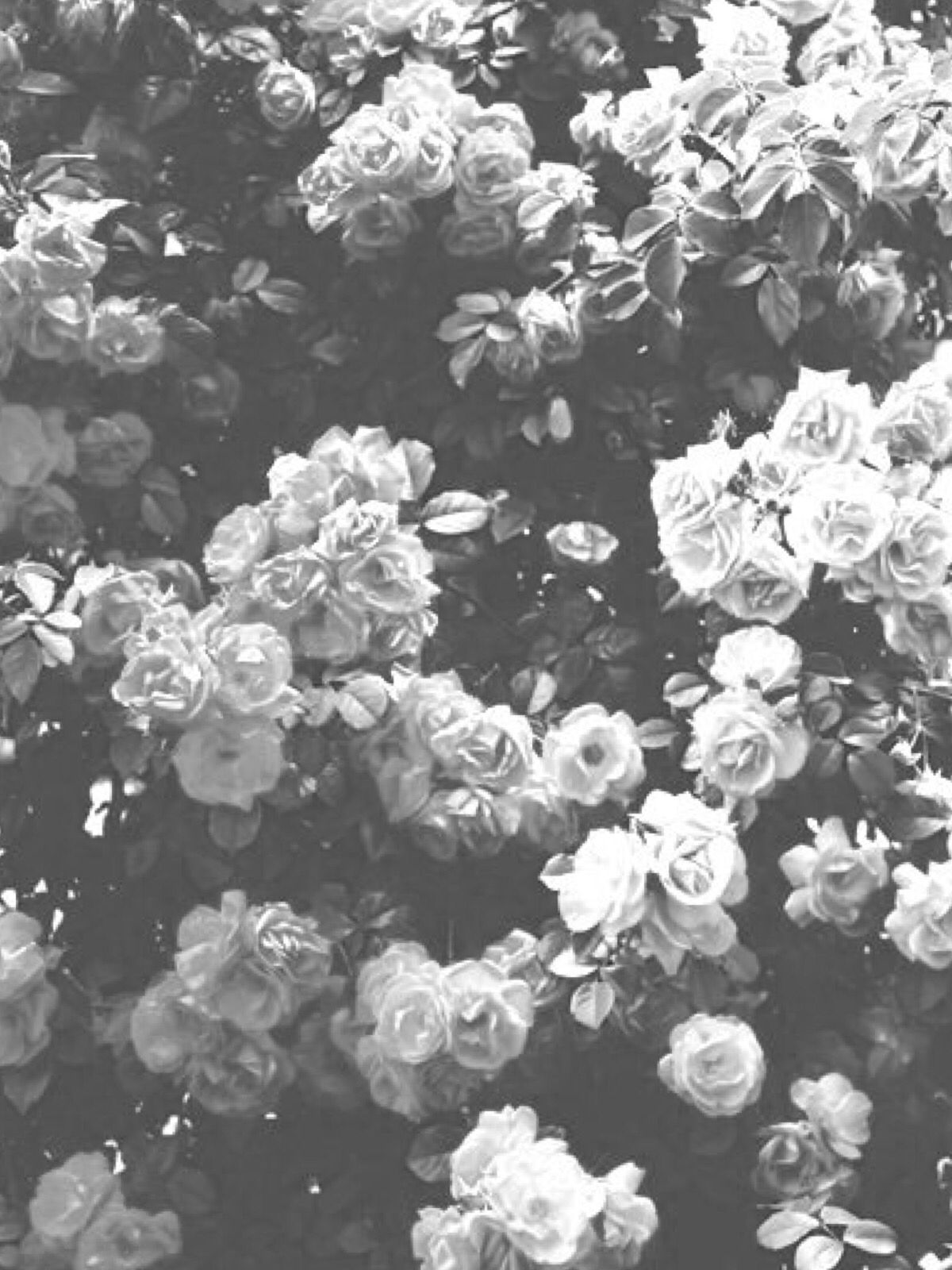 Black And White Roses Wallpaper - Black And White Flowers Wallpaper Iphone , HD Wallpaper & Backgrounds