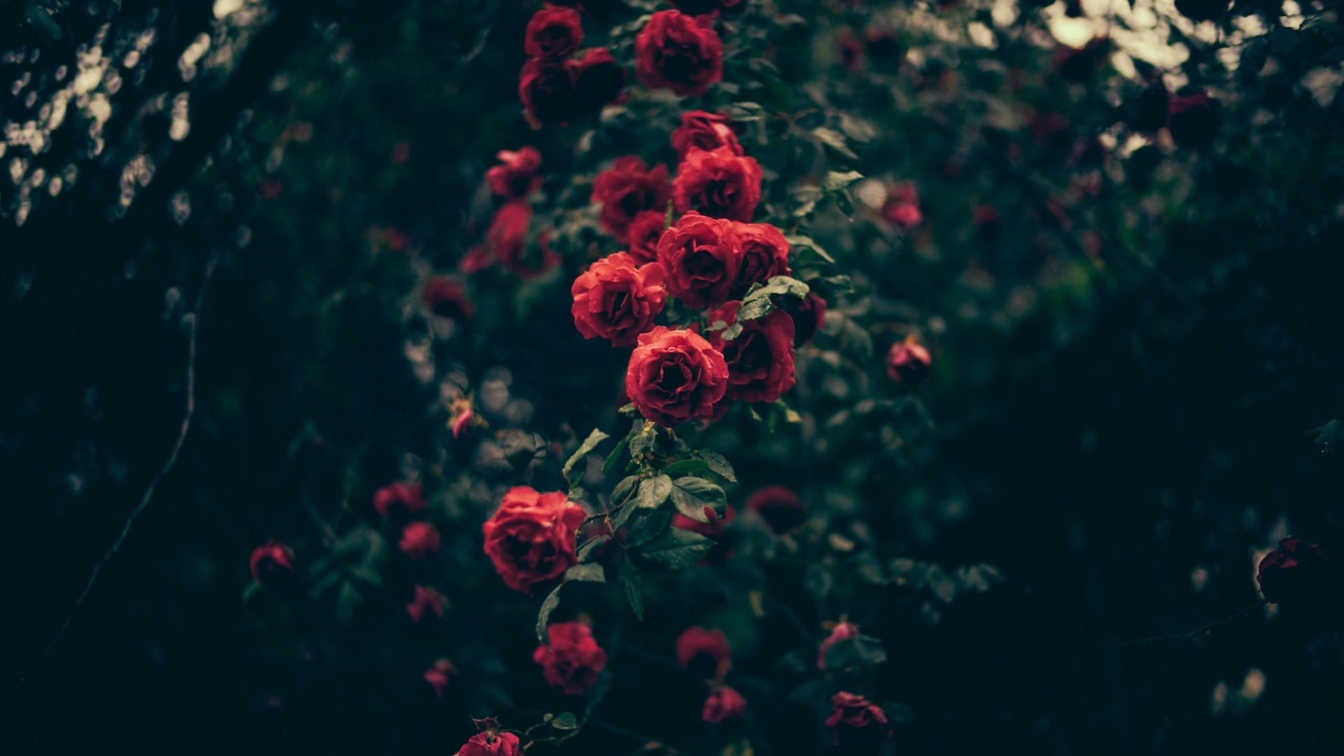 Vintage Wallpapers Desktop > - Iphone 6 Wallpapers Flowers , HD Wallpaper & Backgrounds