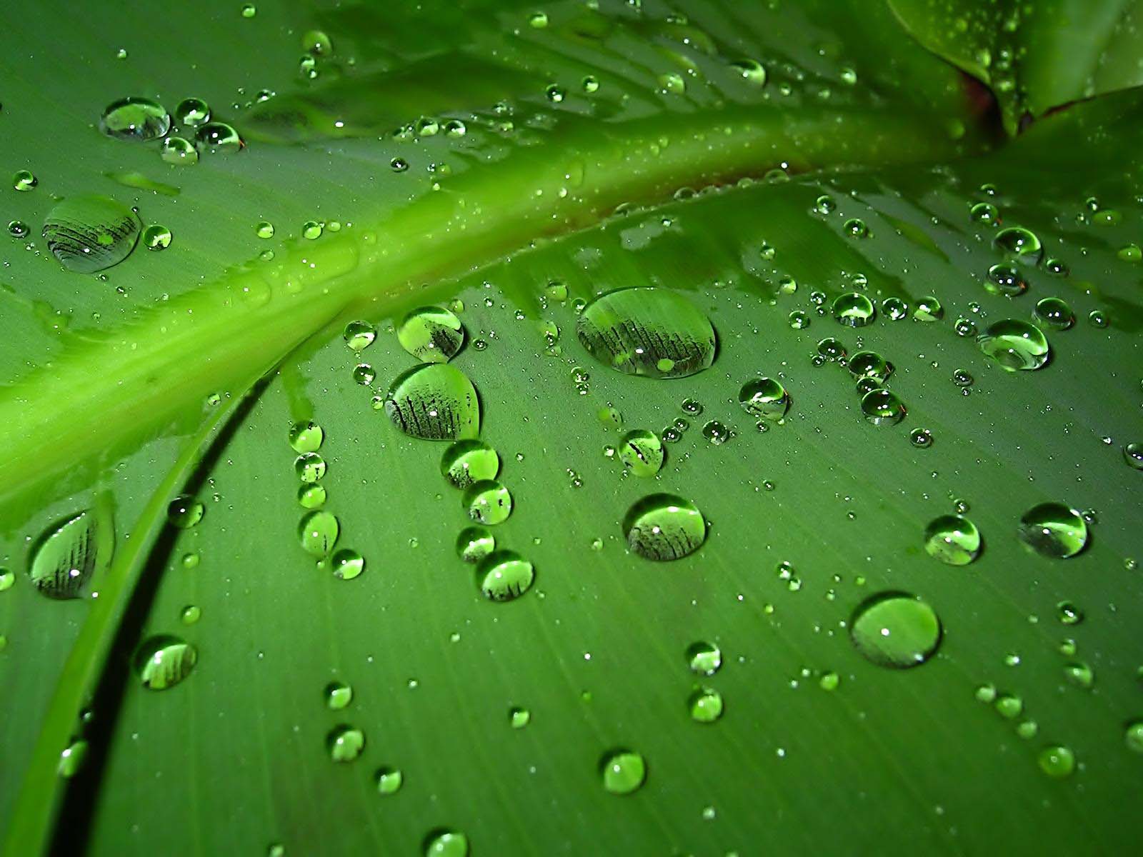 Download In Original Resolution - Green Rain Nature , HD Wallpaper & Backgrounds