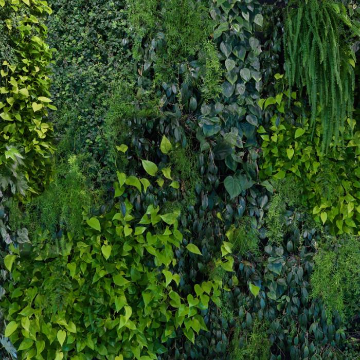 Green Wall - Green Wall Wall Paper , HD Wallpaper & Backgrounds