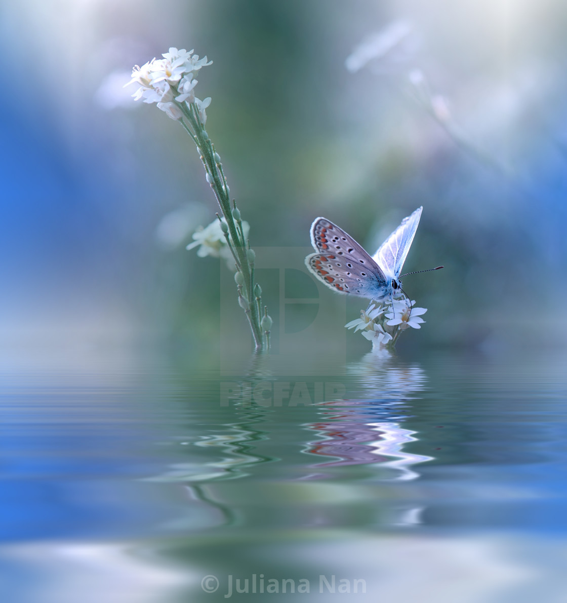 Blue Magic Butterfly Over Water And Wildflowers - Tek Yar Yaradandir Gerisi Yaralayandir , HD Wallpaper & Backgrounds