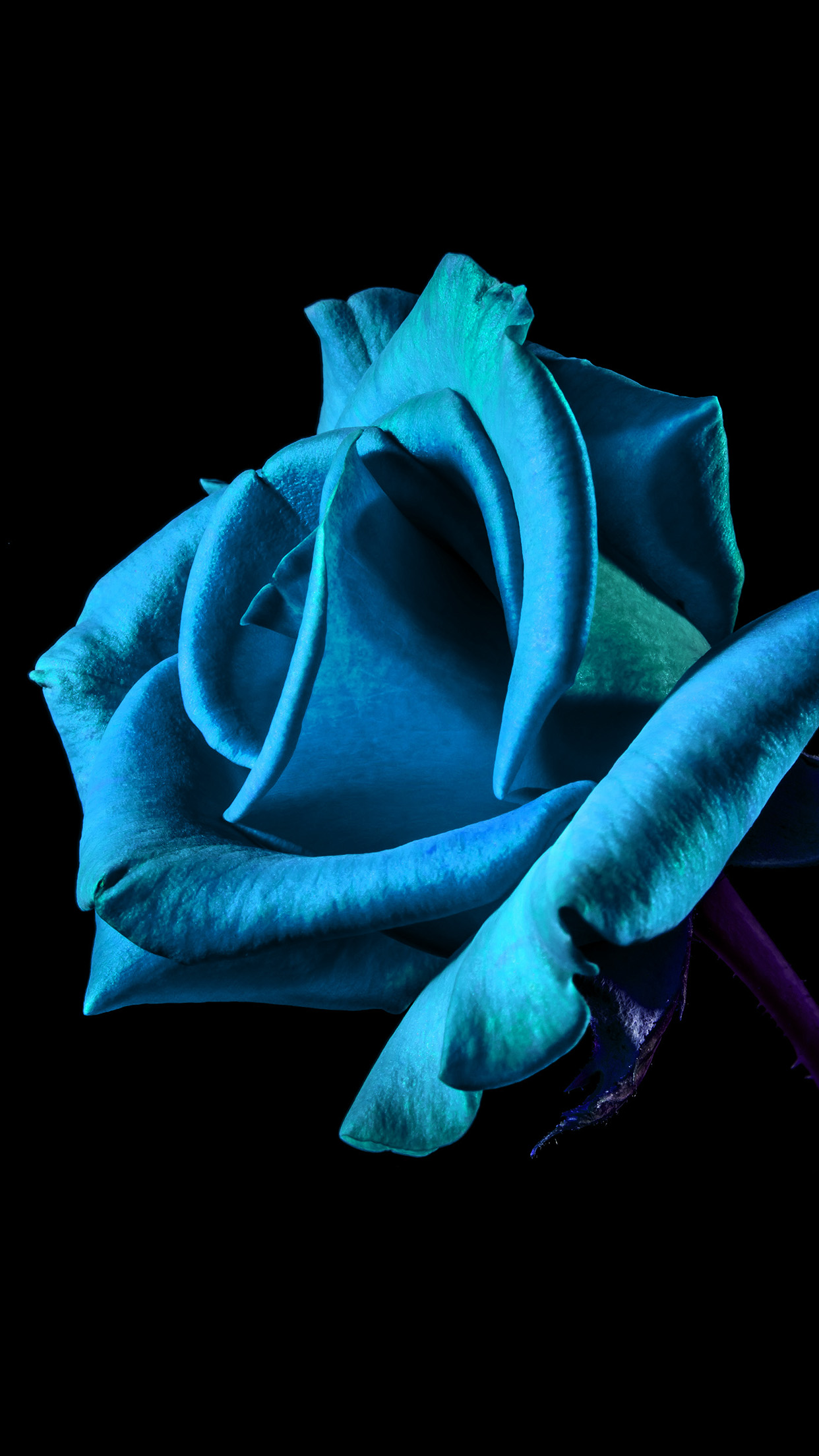 Flower Rose Blue Dark Beautiful Best Nature Android - Blue Flower Wallpaper For Iphone , HD Wallpaper & Backgrounds