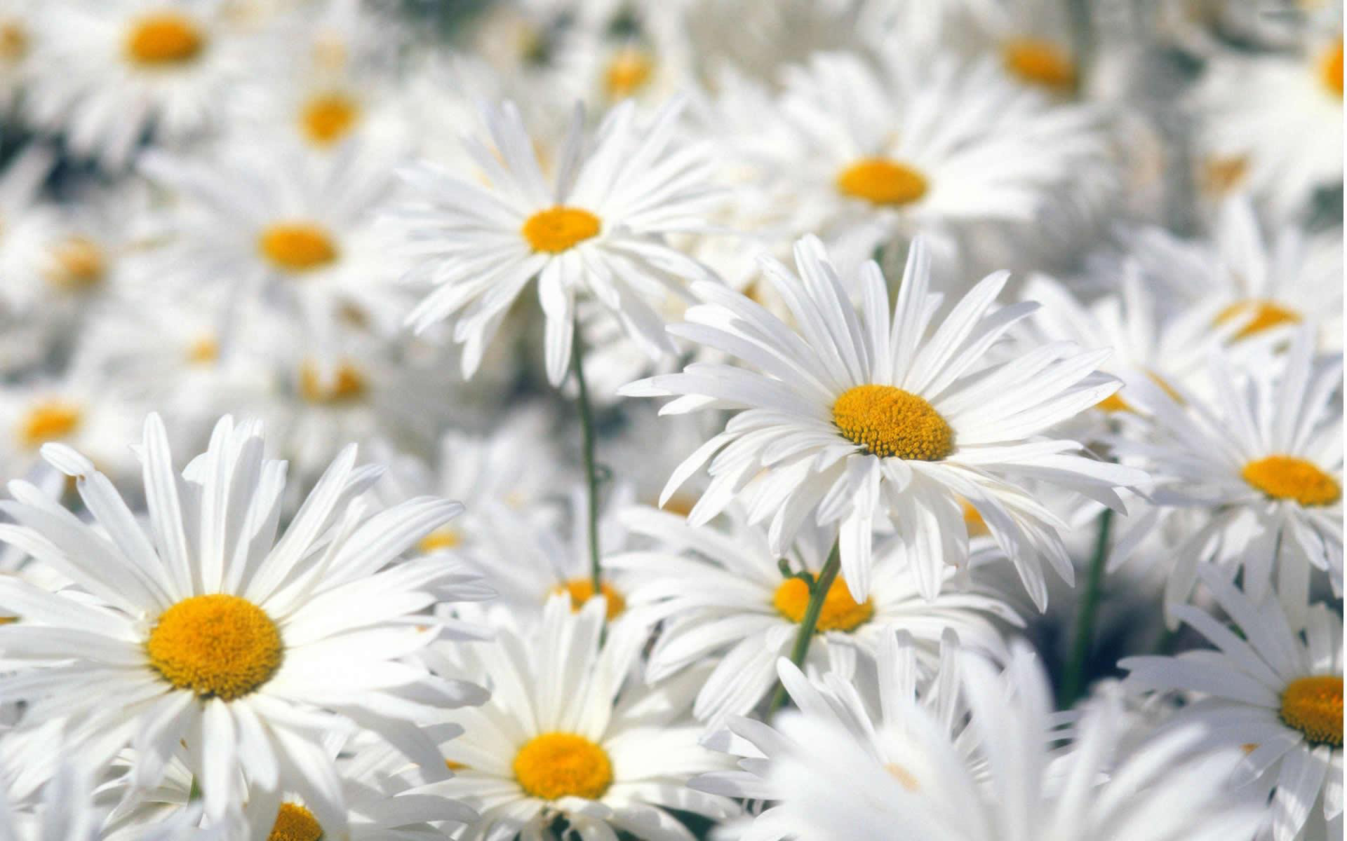 Spring - Flowers In White Colour , HD Wallpaper & Backgrounds