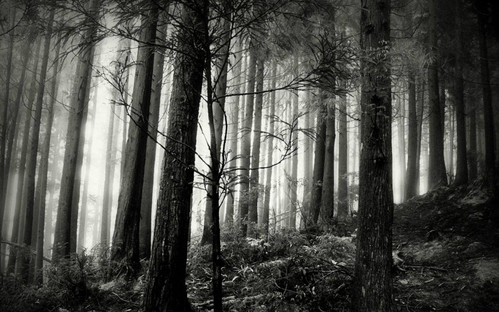 Black And White Forest Images Wallpaper - Black And White Forest Hd , HD Wallpaper & Backgrounds