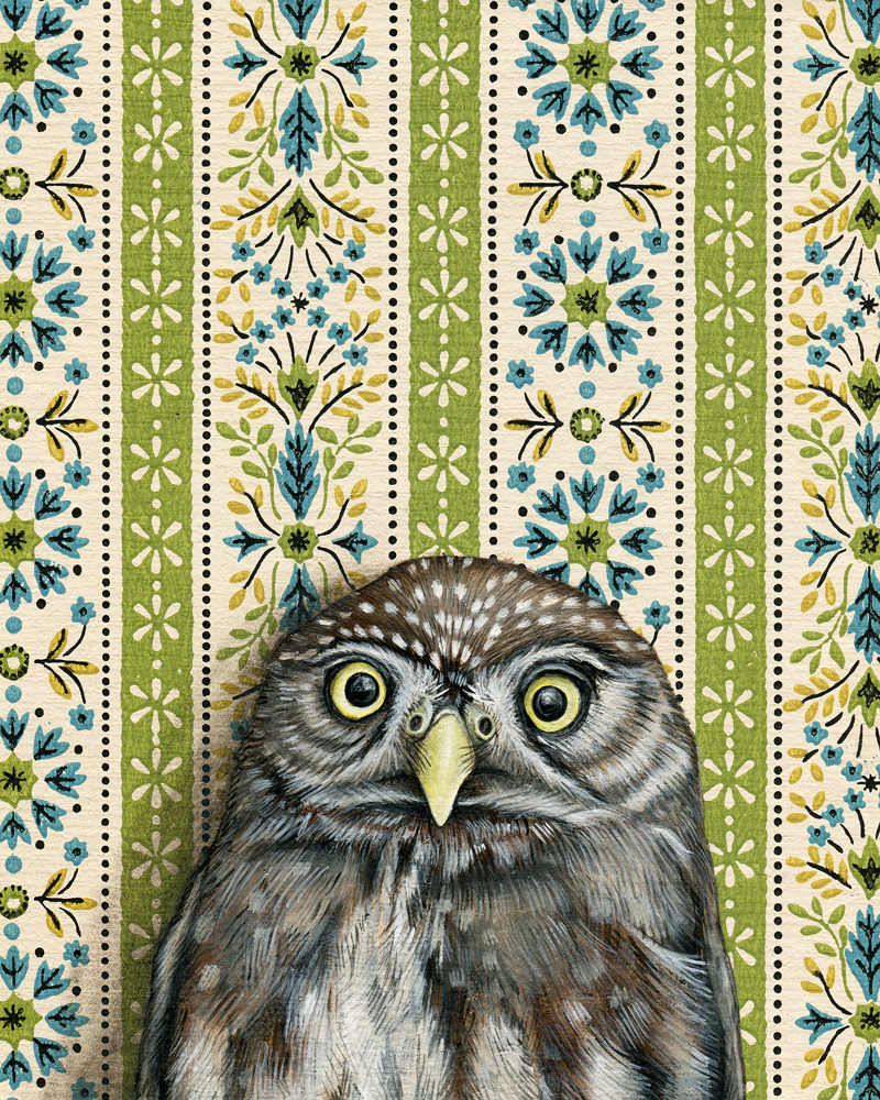 Pygmy Owl - Screech Owl , HD Wallpaper & Backgrounds