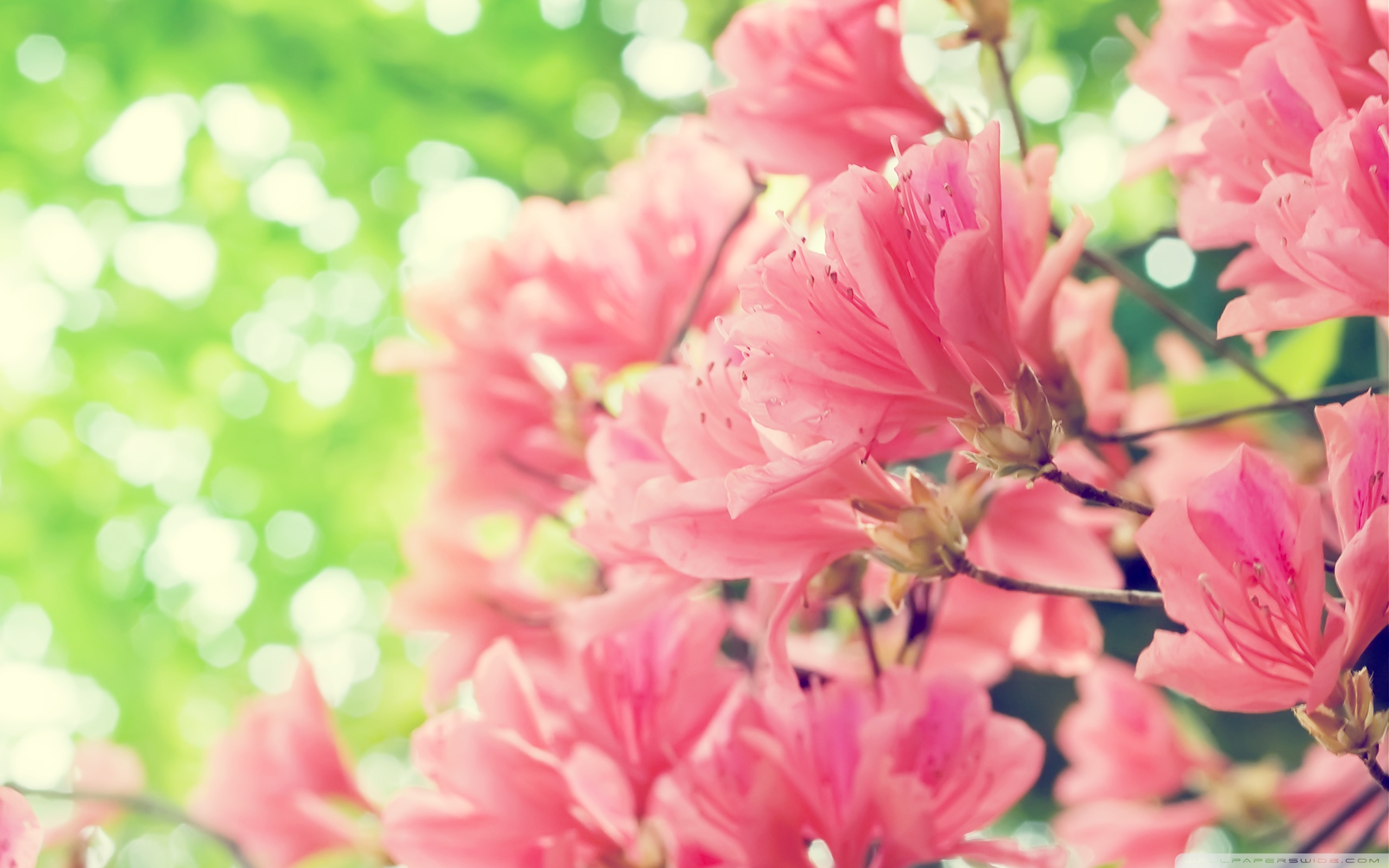 Wallpaper Spring Flowers - Pretty Profile Pictures Nature , HD Wallpaper & Backgrounds