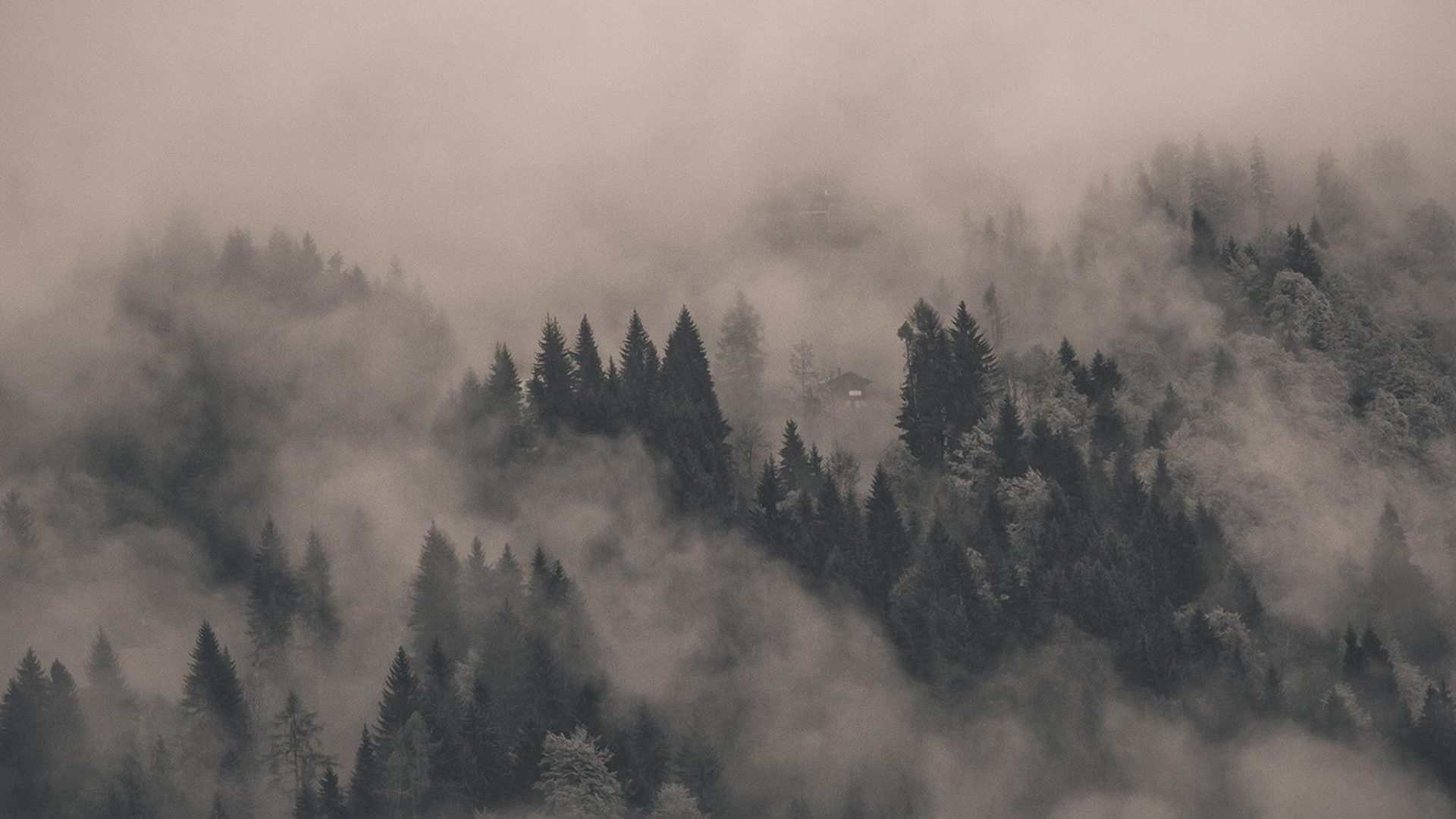 Foggy Forest Wallpaper - Neblina , HD Wallpaper & Backgrounds