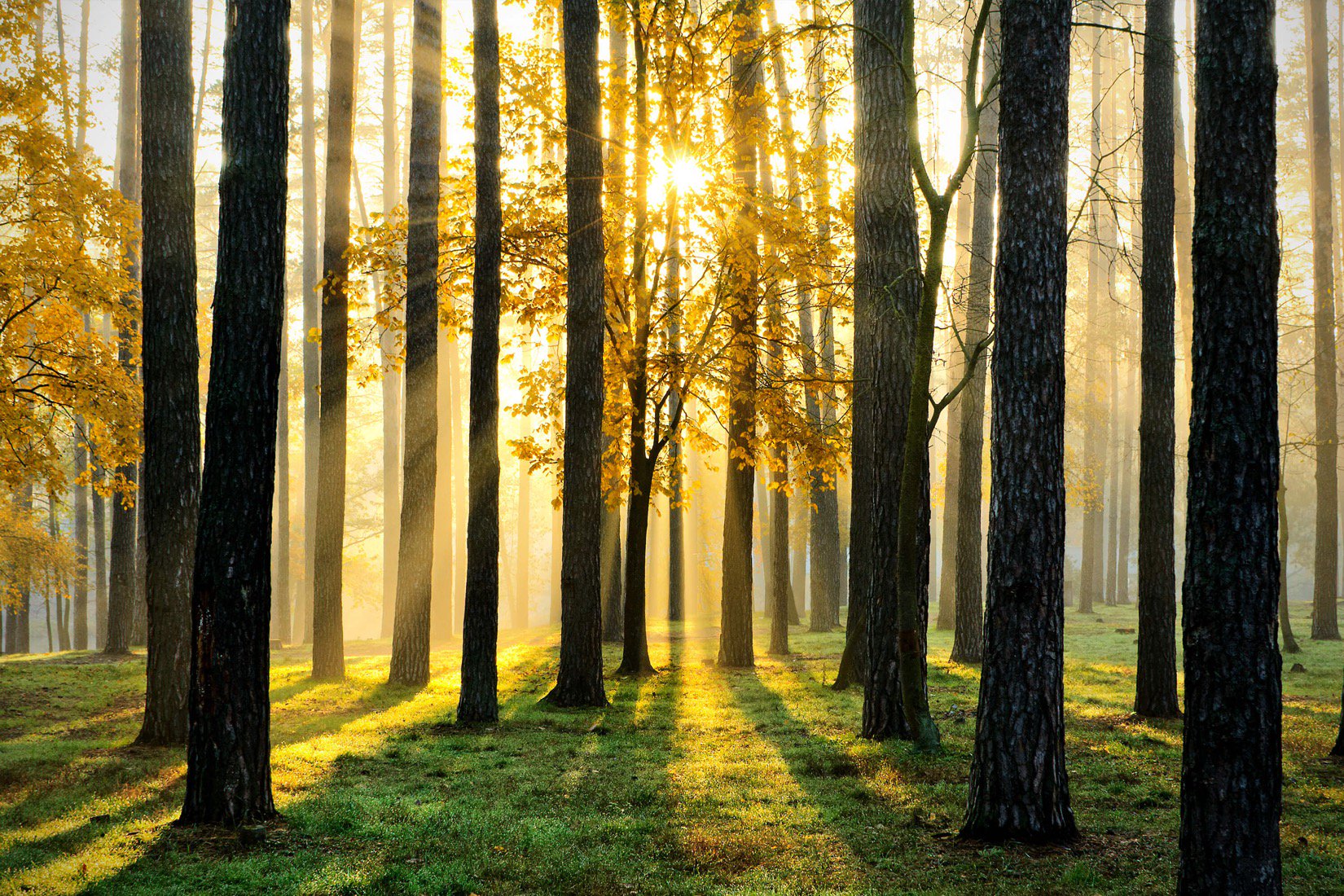 Forest Wallpapers Hd Forest Scene 151579 Hd Wallpaper Backgrounds Download