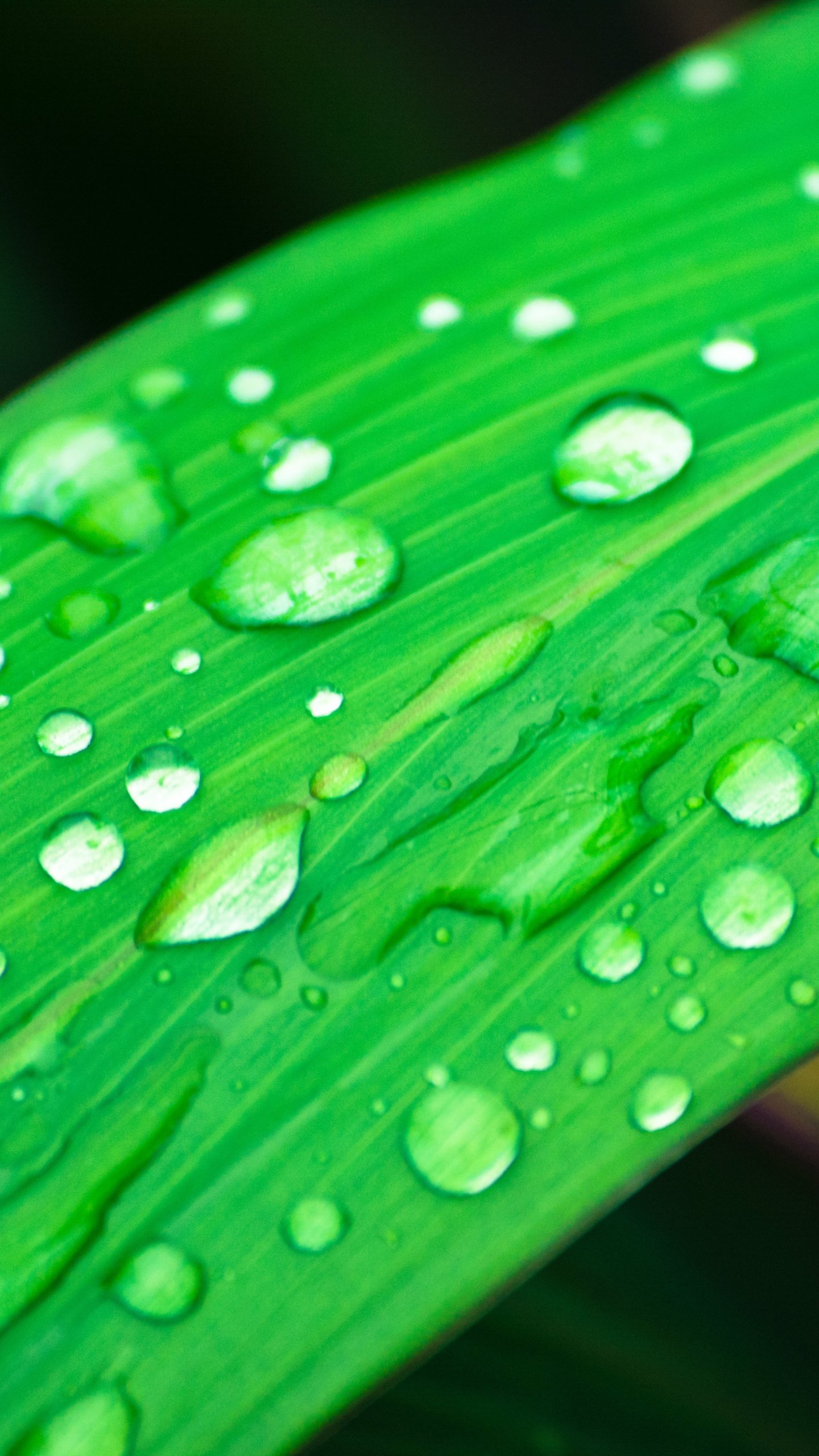 Grass In Rain - Water Droplets On Leaf , HD Wallpaper & Backgrounds
