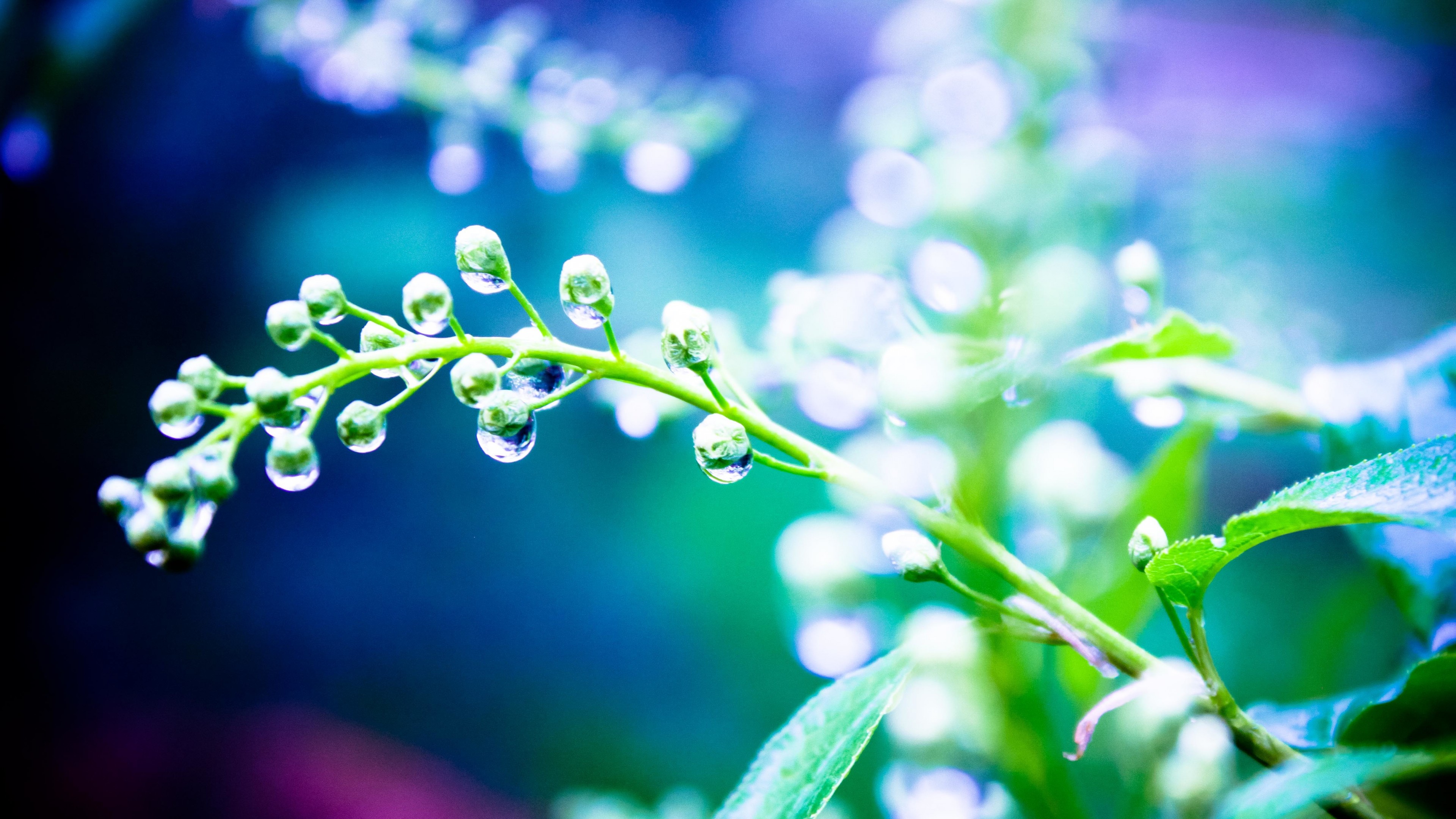 2k - Plant With Water Droplets , HD Wallpaper & Backgrounds