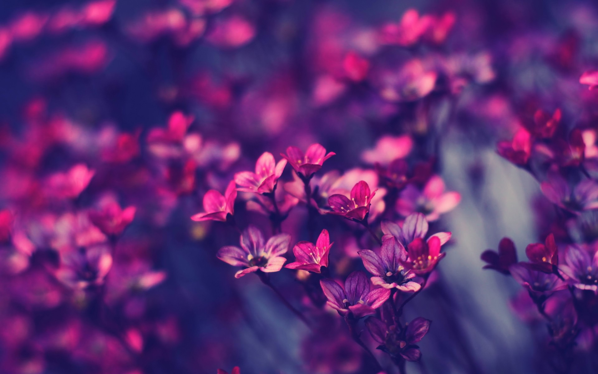 Hd Purple Wallpaper Image To Use As Background - Flower Background Hd Purple , HD Wallpaper & Backgrounds