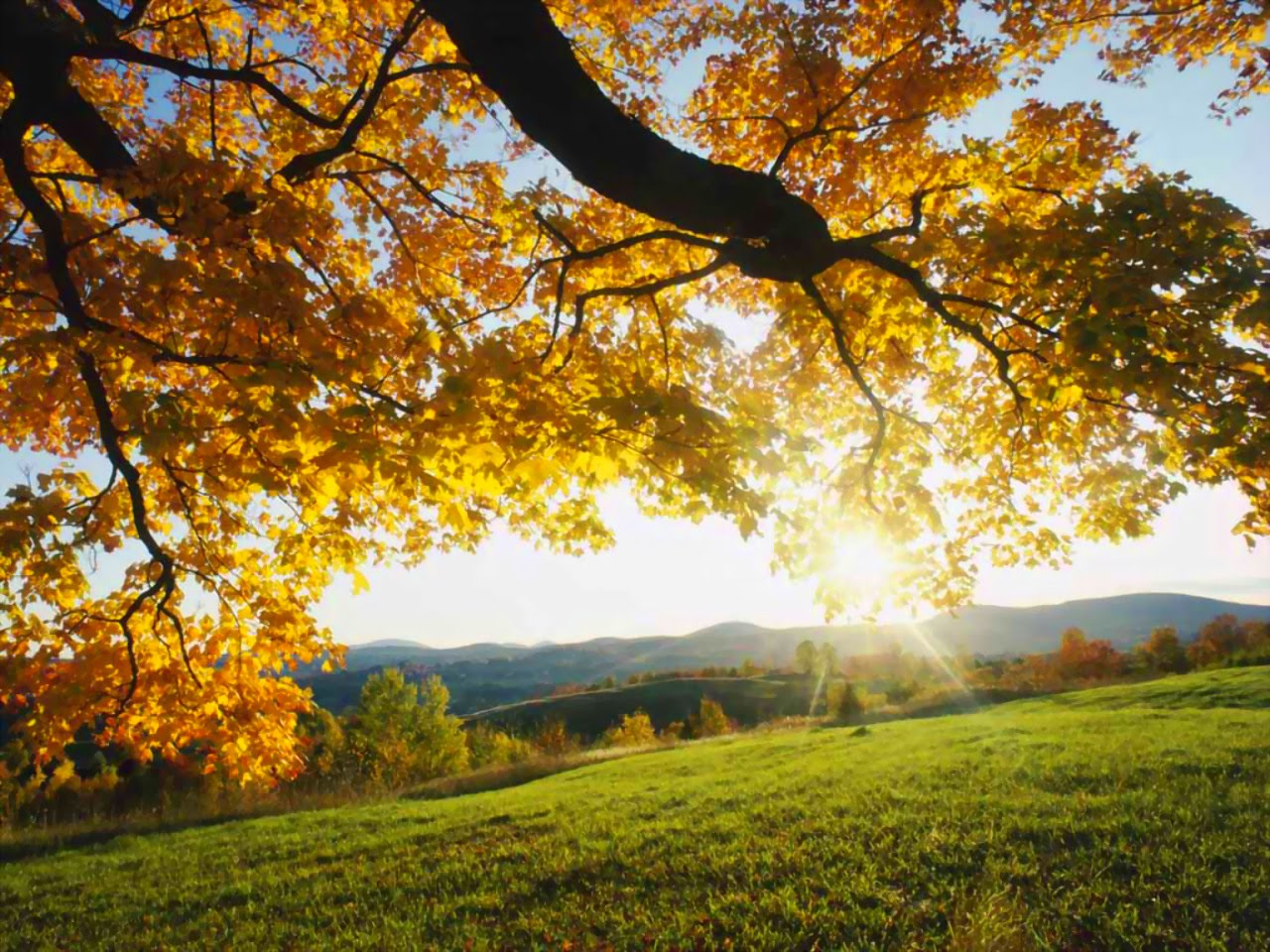 Nature Wallpaper, Wallpapers, Best Wallpapers, Desktop - Windows Vista Autumn Leaves , HD Wallpaper & Backgrounds