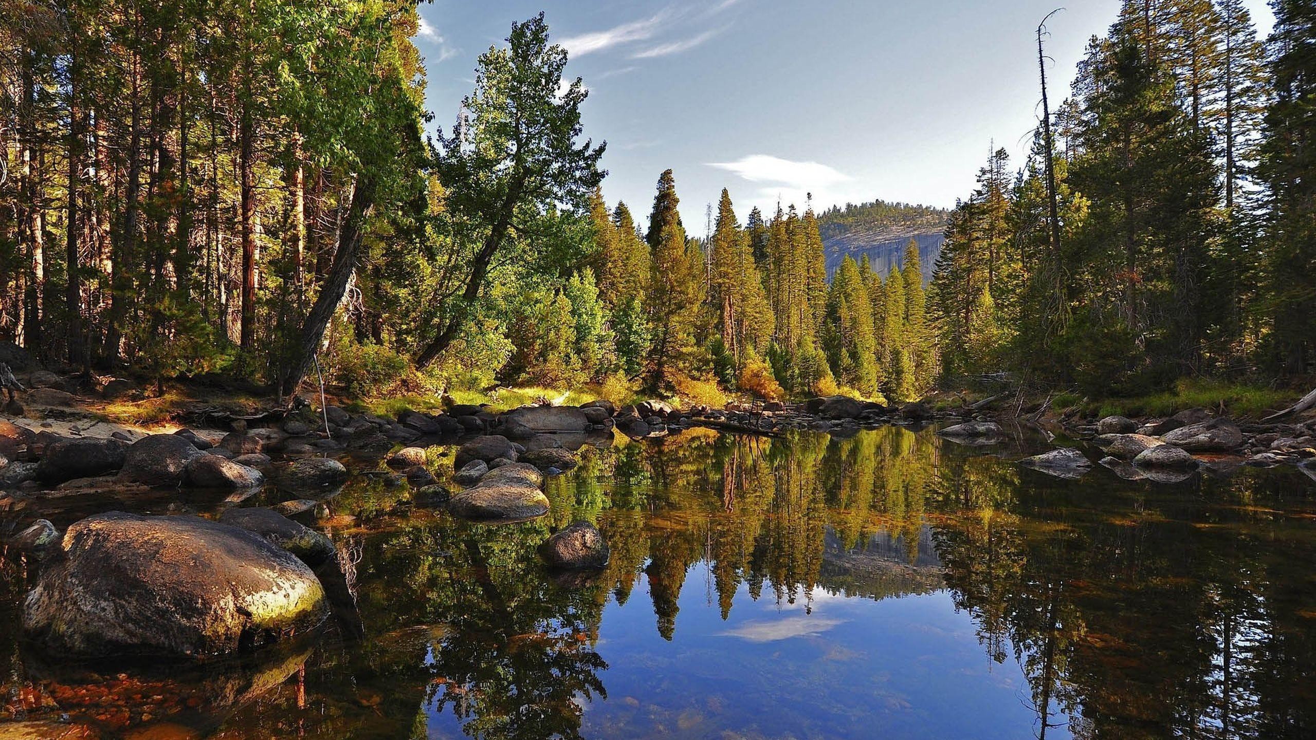 Forest Wallpaper Hd - Lake With Forest , HD Wallpaper & Backgrounds