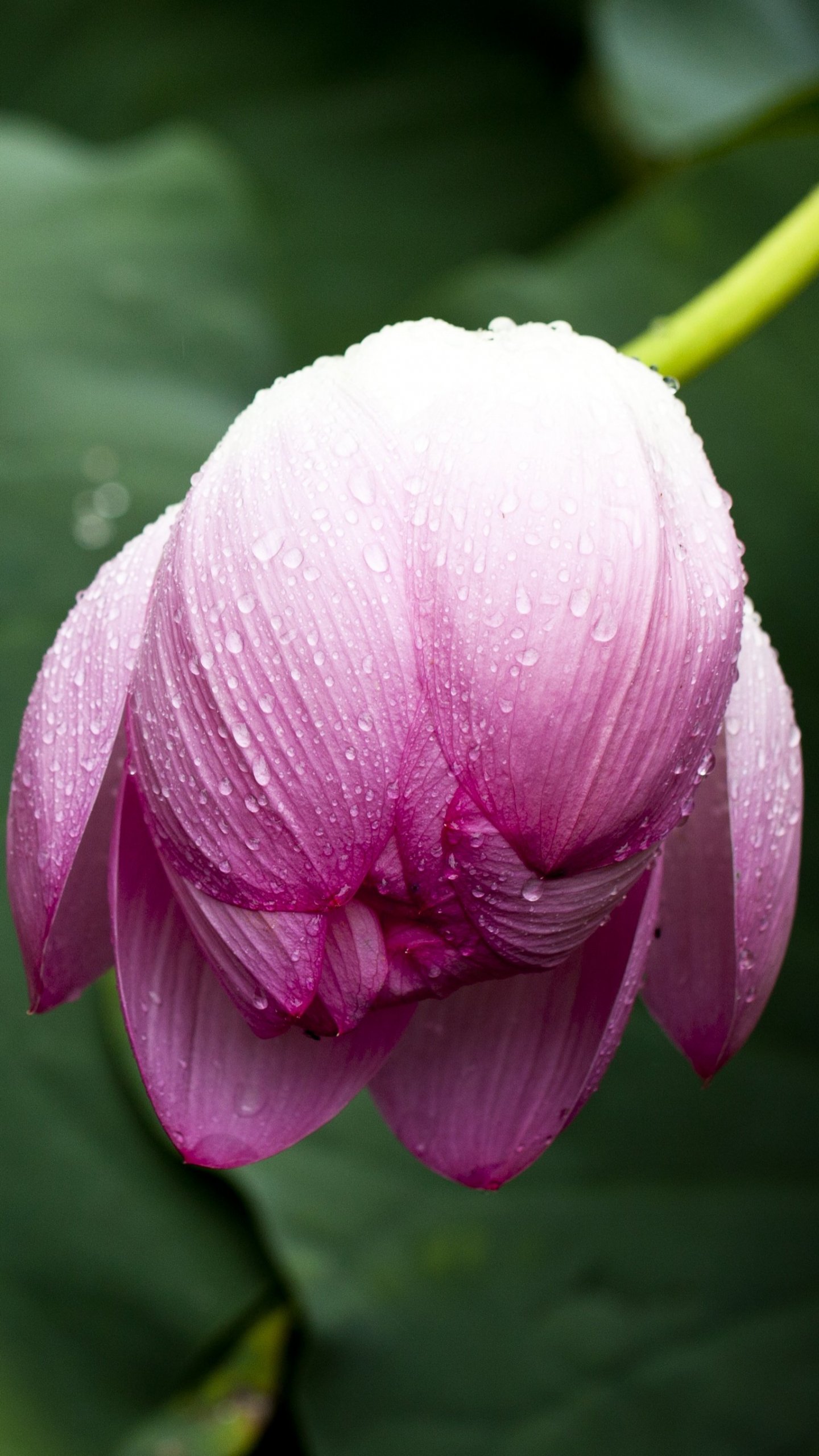 Lotus Leaf In Rain - Quotes For Environmental Care , HD Wallpaper & Backgrounds