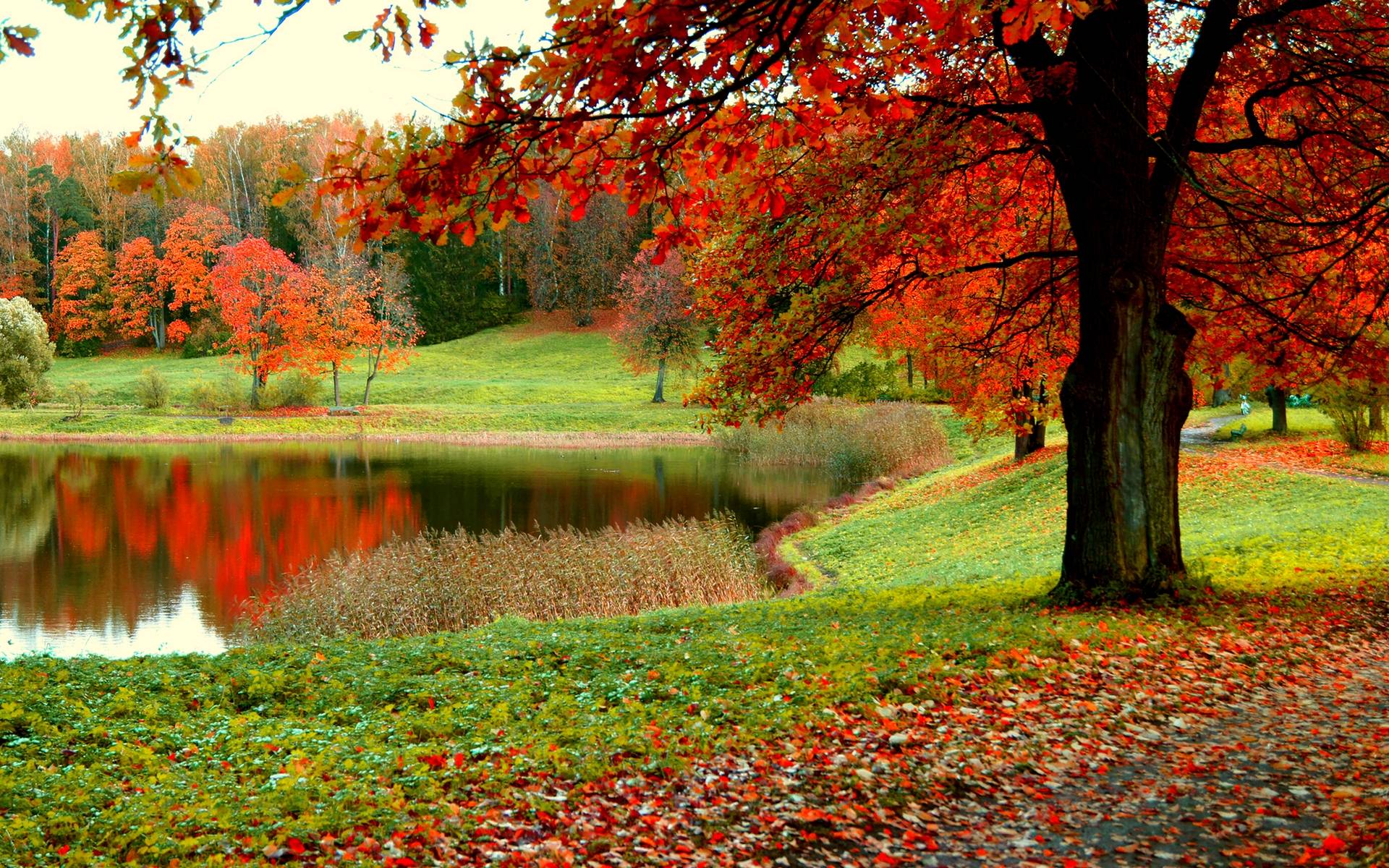 Wallpapers For > Autumn Forest Wallpaper Widescreen - Autumn Forest Background , HD Wallpaper & Backgrounds