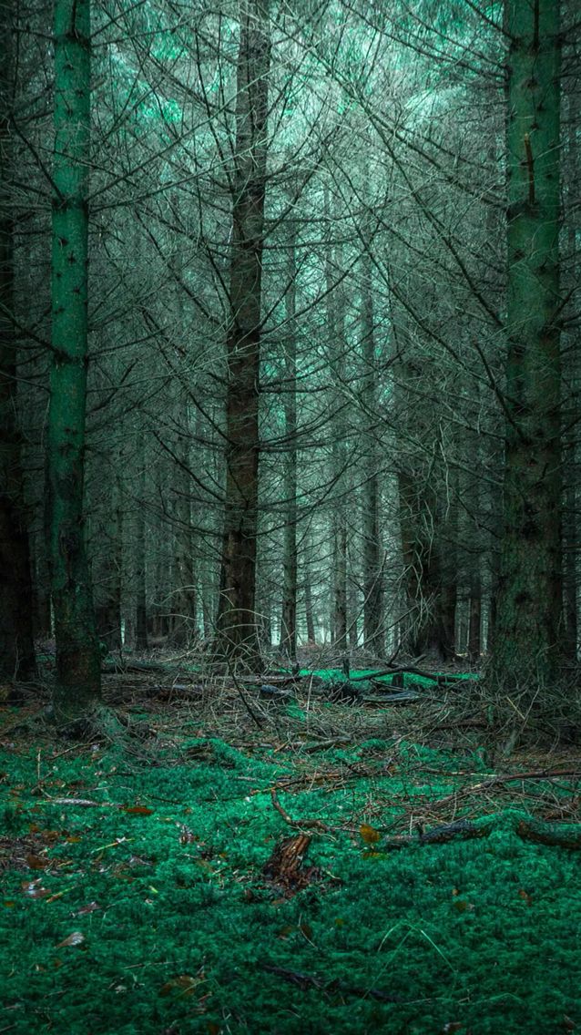 Wallpaper - Forest Phone Wallpaper Hd (#152358) - HD Wallpaper