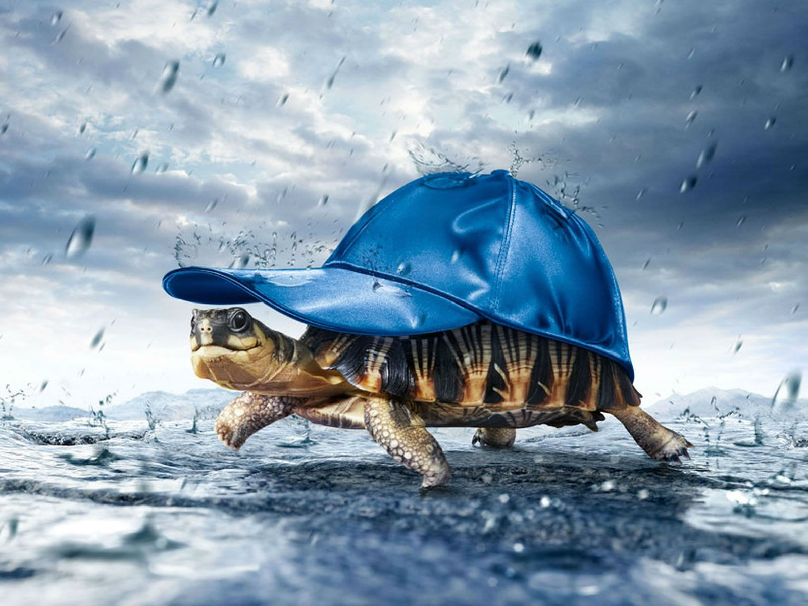 Turtle In The Rain , HD Wallpaper & Backgrounds
