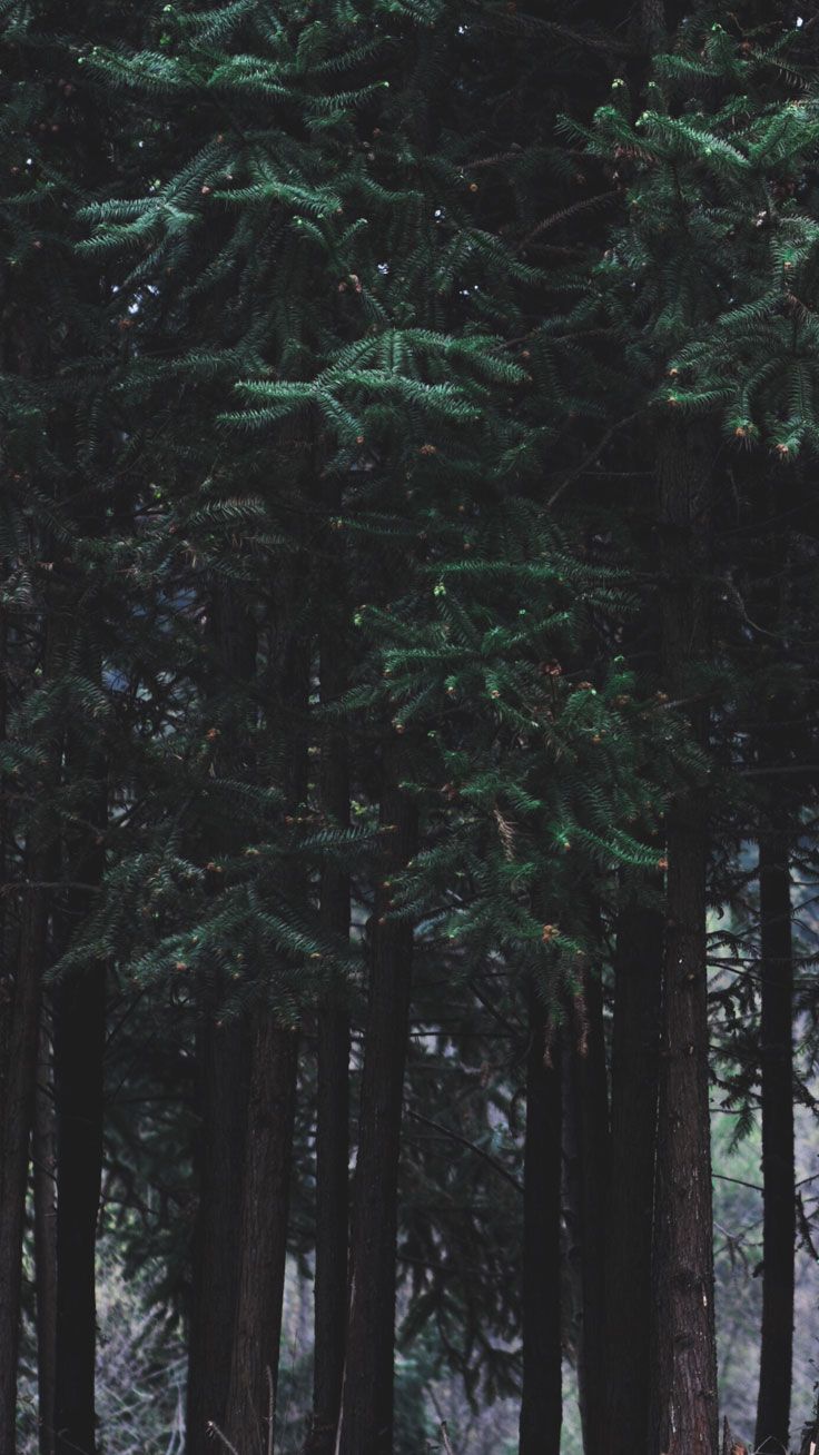 Featured image of post Tumblr Dark Woods Wallpaper