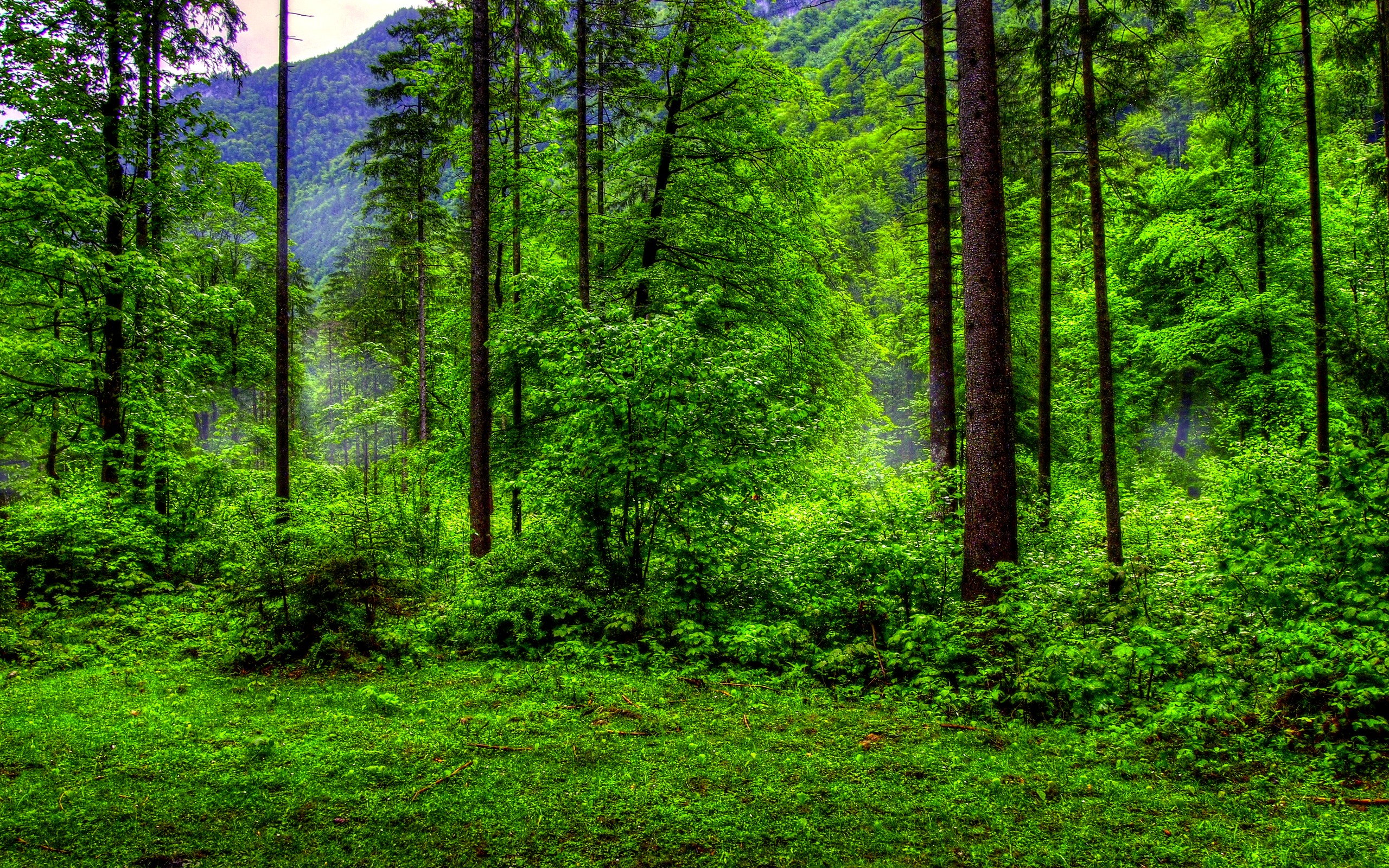 Preview Forest Wallpapers, Boris Clauss - Natural Green Forest Background , HD Wallpaper & Backgrounds