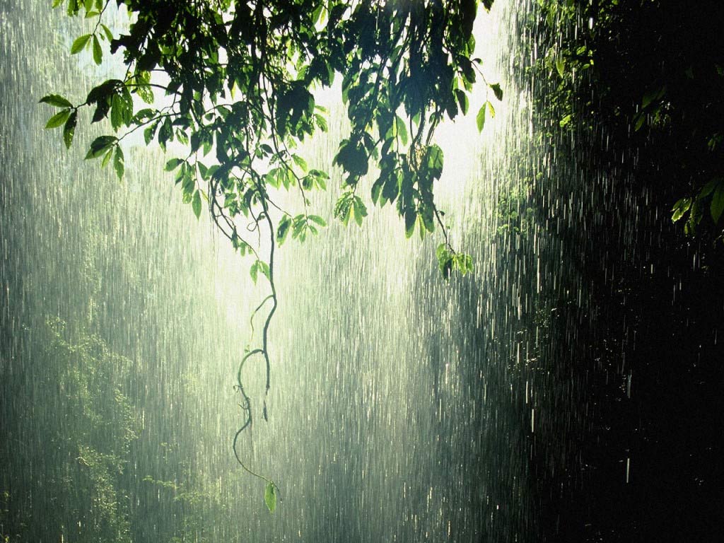 Rain Images Forest Rain Hd Wallpaper And Background - Rain Wallpapers For Desktop , HD Wallpaper & Backgrounds
