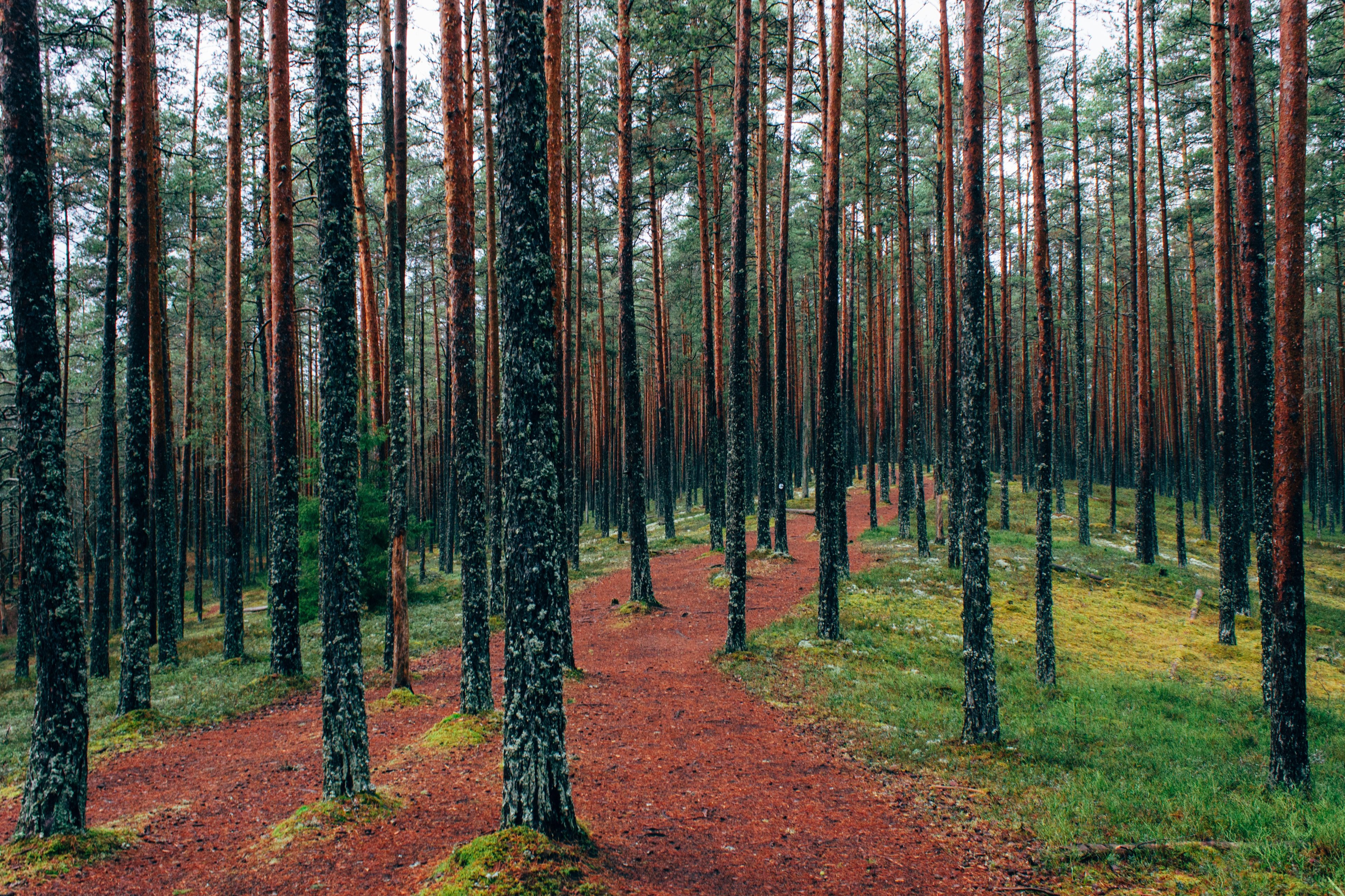 004 Awesome Pine Tree Forest Wallpaper 4k Resolution - Gambar Pemandangan Pohon Cemara , HD Wallpaper & Backgrounds