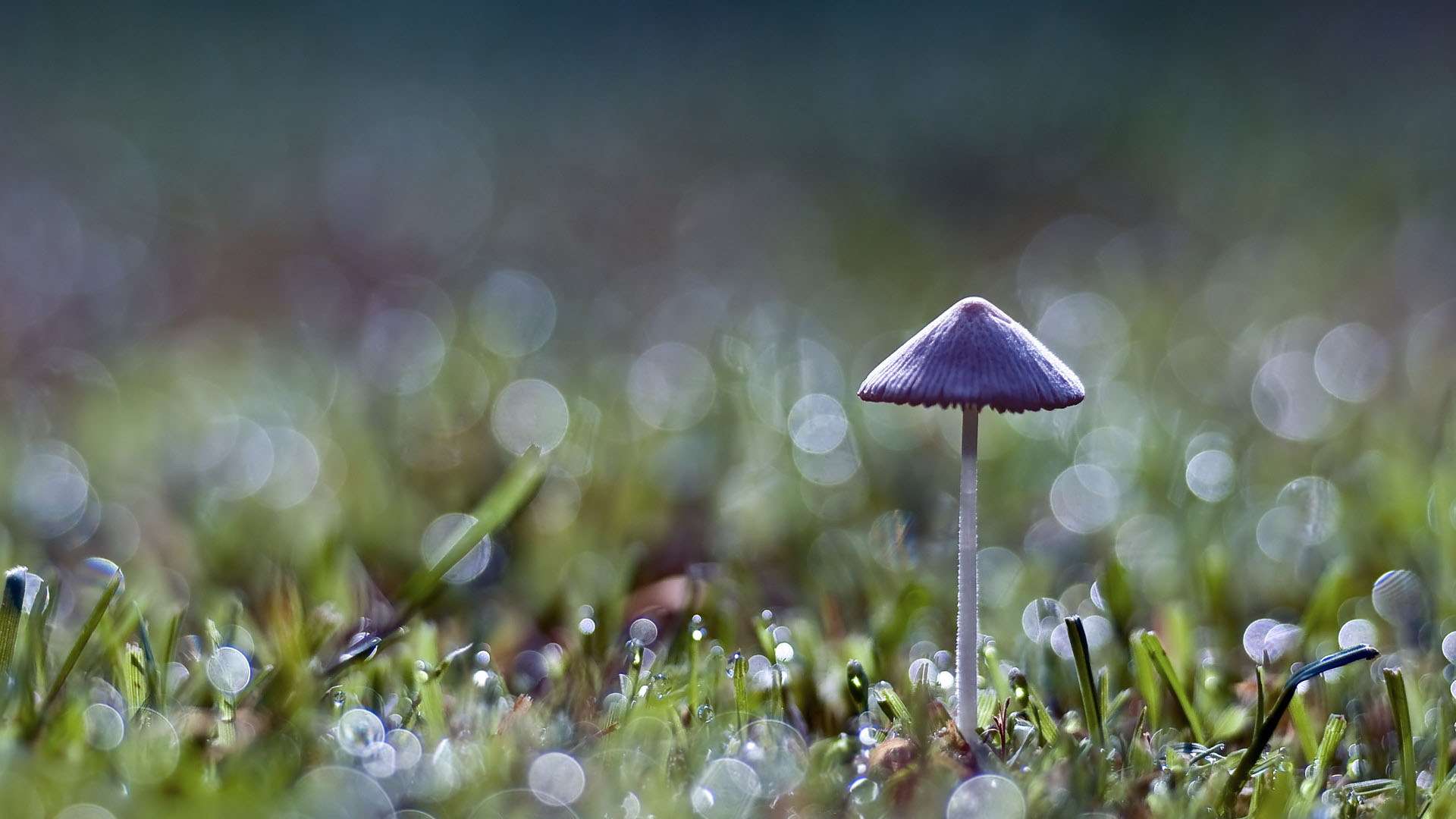 After Rain Wallpaper - Mushroom Wallpaper Iphone , HD Wallpaper & Backgrounds