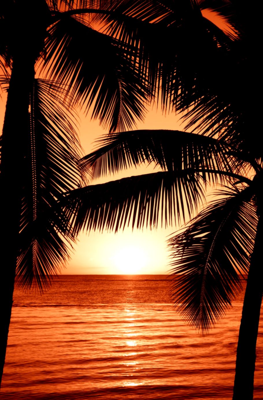 500 Wallpaper Pictures Download Free Hd Images On Unsplash - Sunset With Palm Trees Painting , HD Wallpaper & Backgrounds