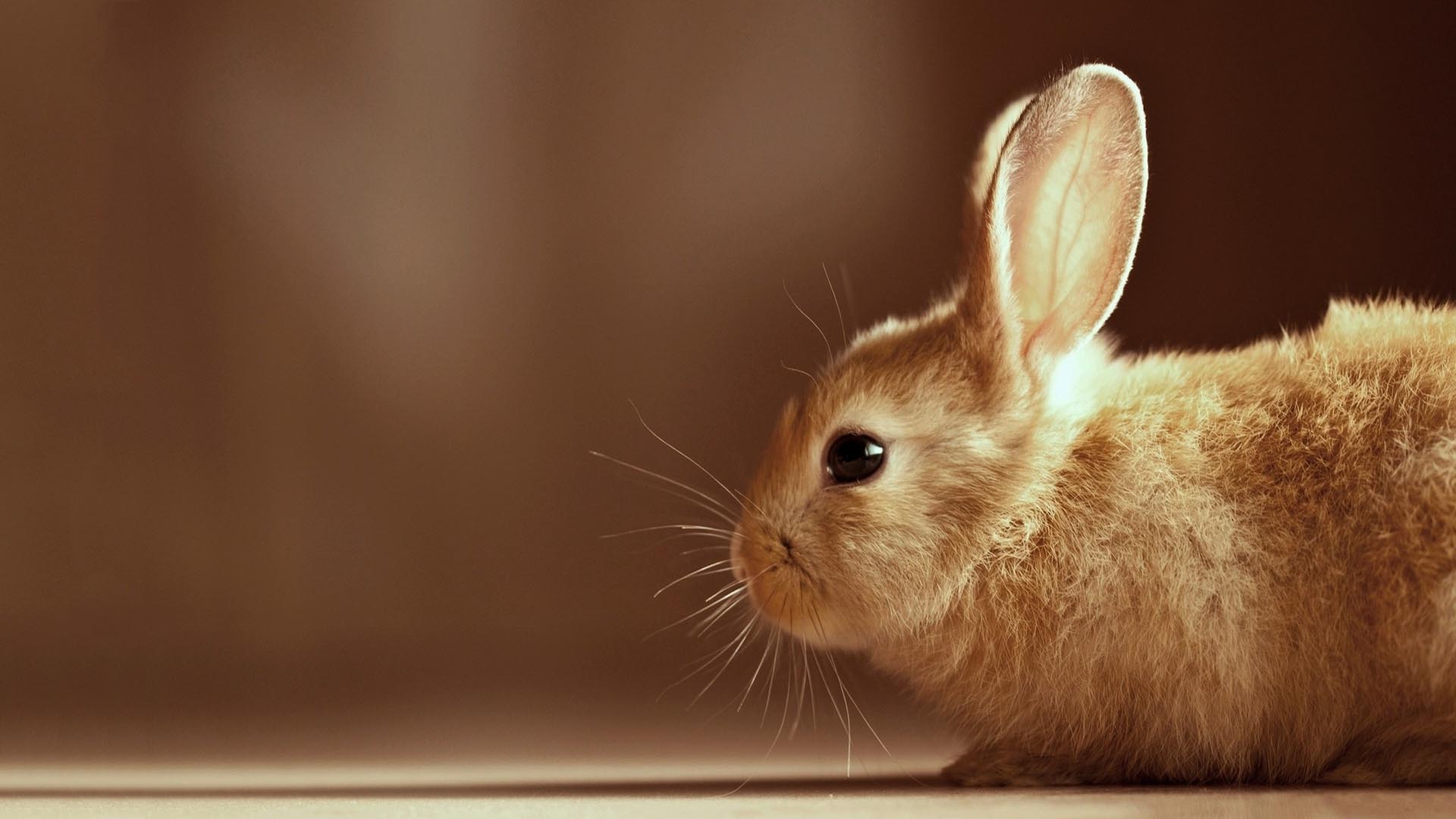 Ultra Hd Bunny Desktop Wallpapers , HD Wallpaper & Backgrounds