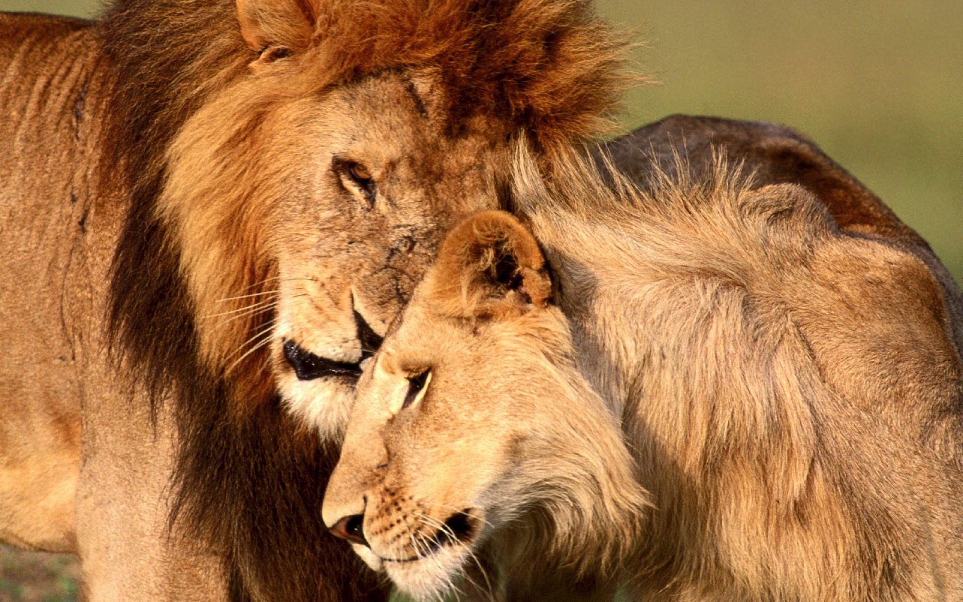 Lion And Lioness Sad , HD Wallpaper & Backgrounds