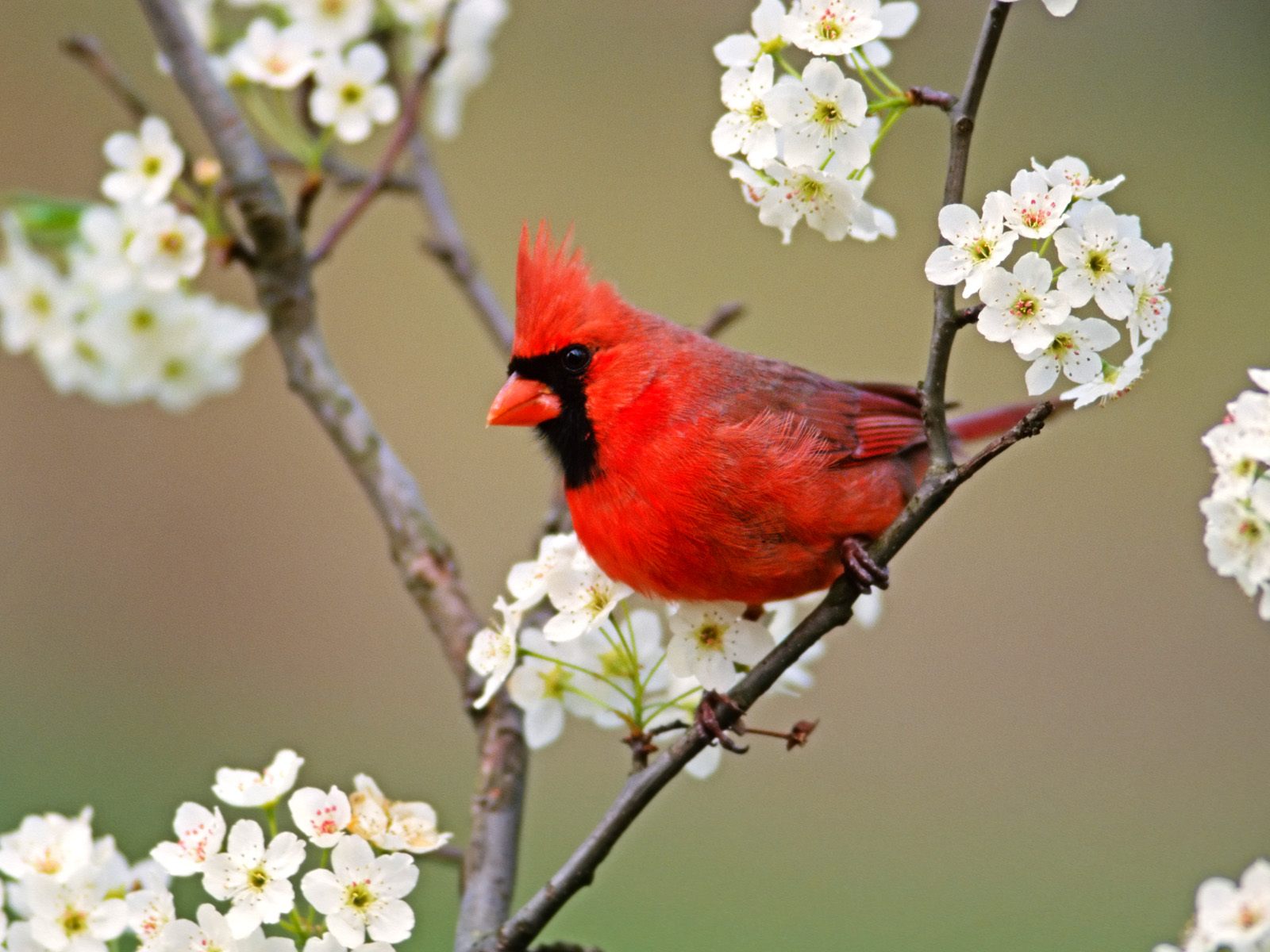 Best Wallpapers Ever - Cardinal Bird In Spring , HD Wallpaper & Backgrounds