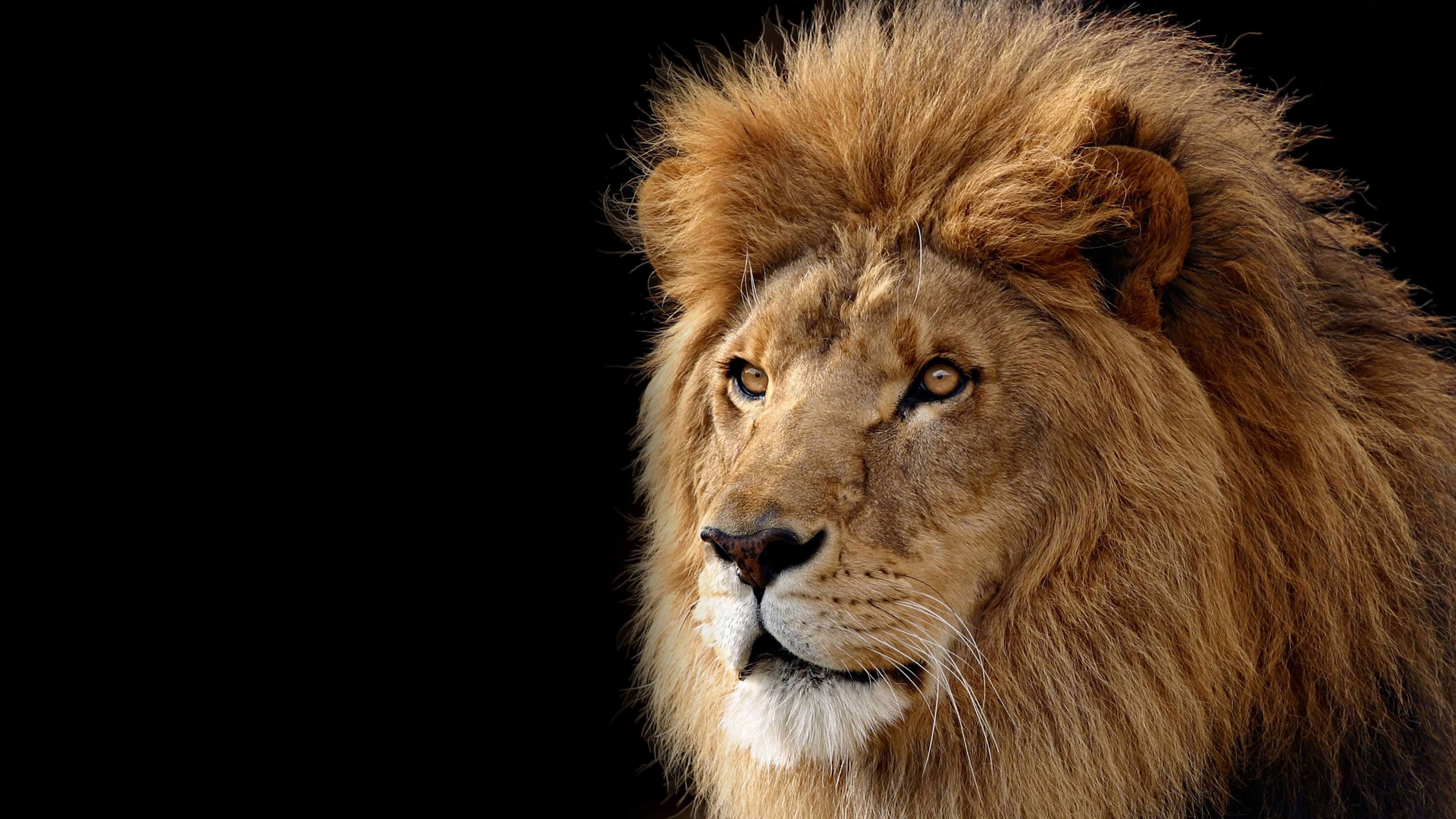 Lion Wallpapers , HD Wallpaper & Backgrounds